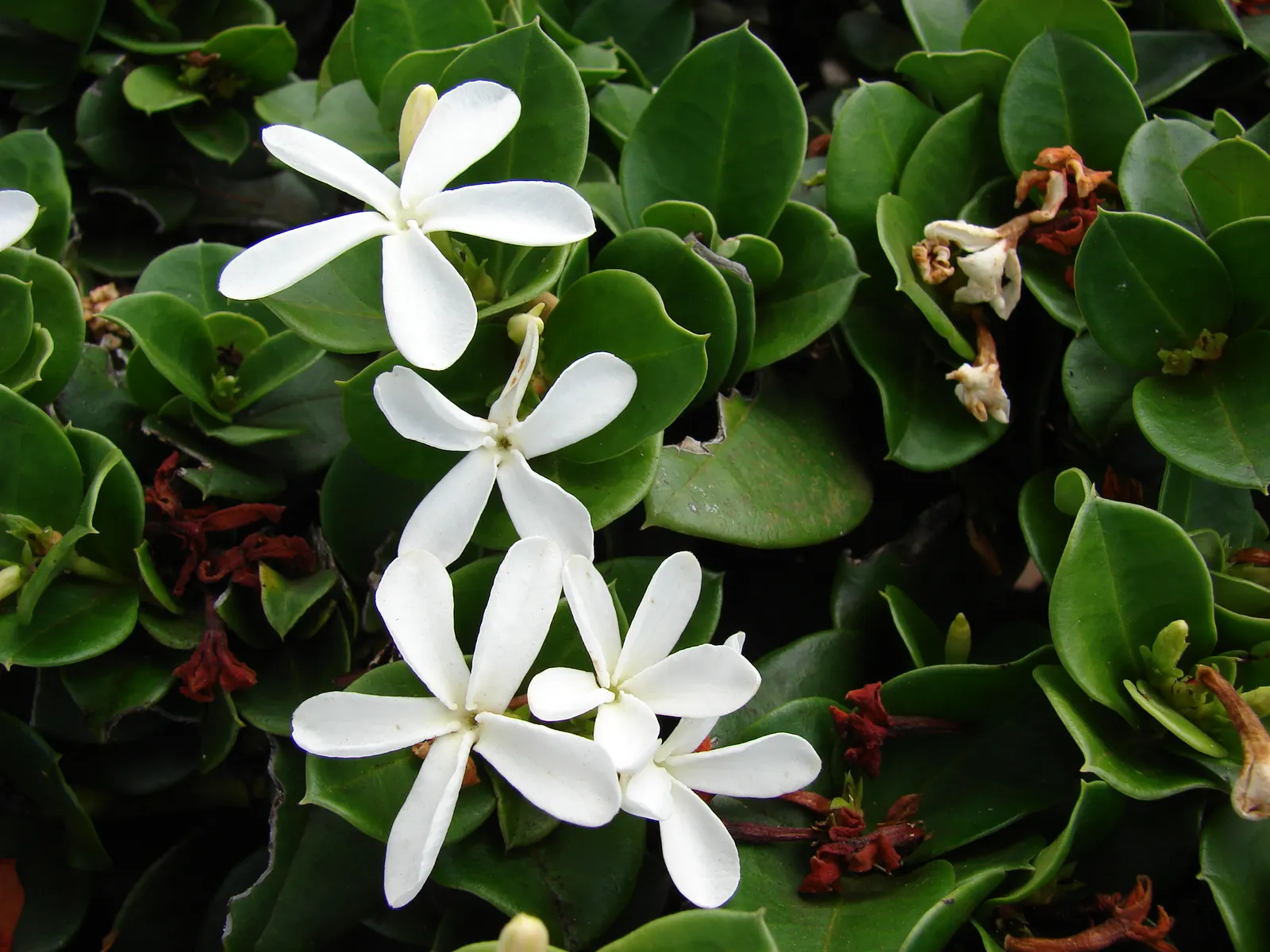 Natal Plum (Carissa Macrocarpa) — provided they are well-drained; making it an excellent choice for coastal regions, image 107