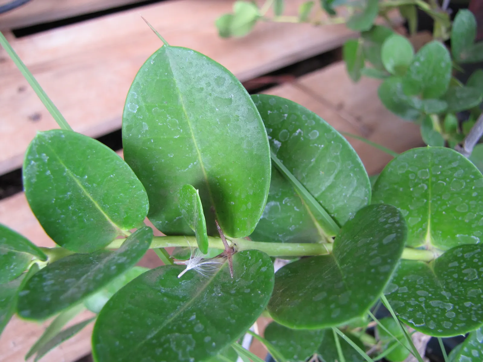 Natal Plum (Carissa Macrocarpa) — Maintain at least 3 feet between plants for optimal growth; glossy foliage is a rich green color, image 93