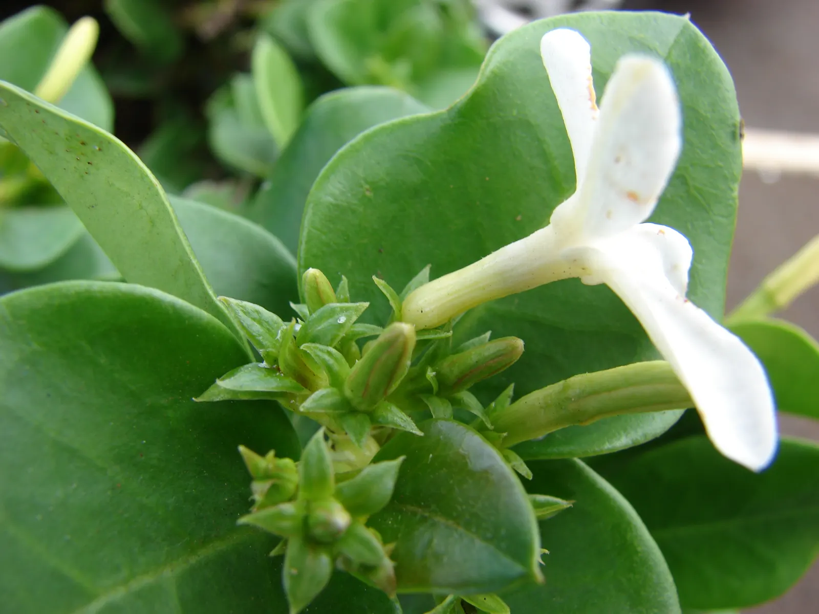 Natal Plum (Carissa Macrocarpa) — white flowers in the garden