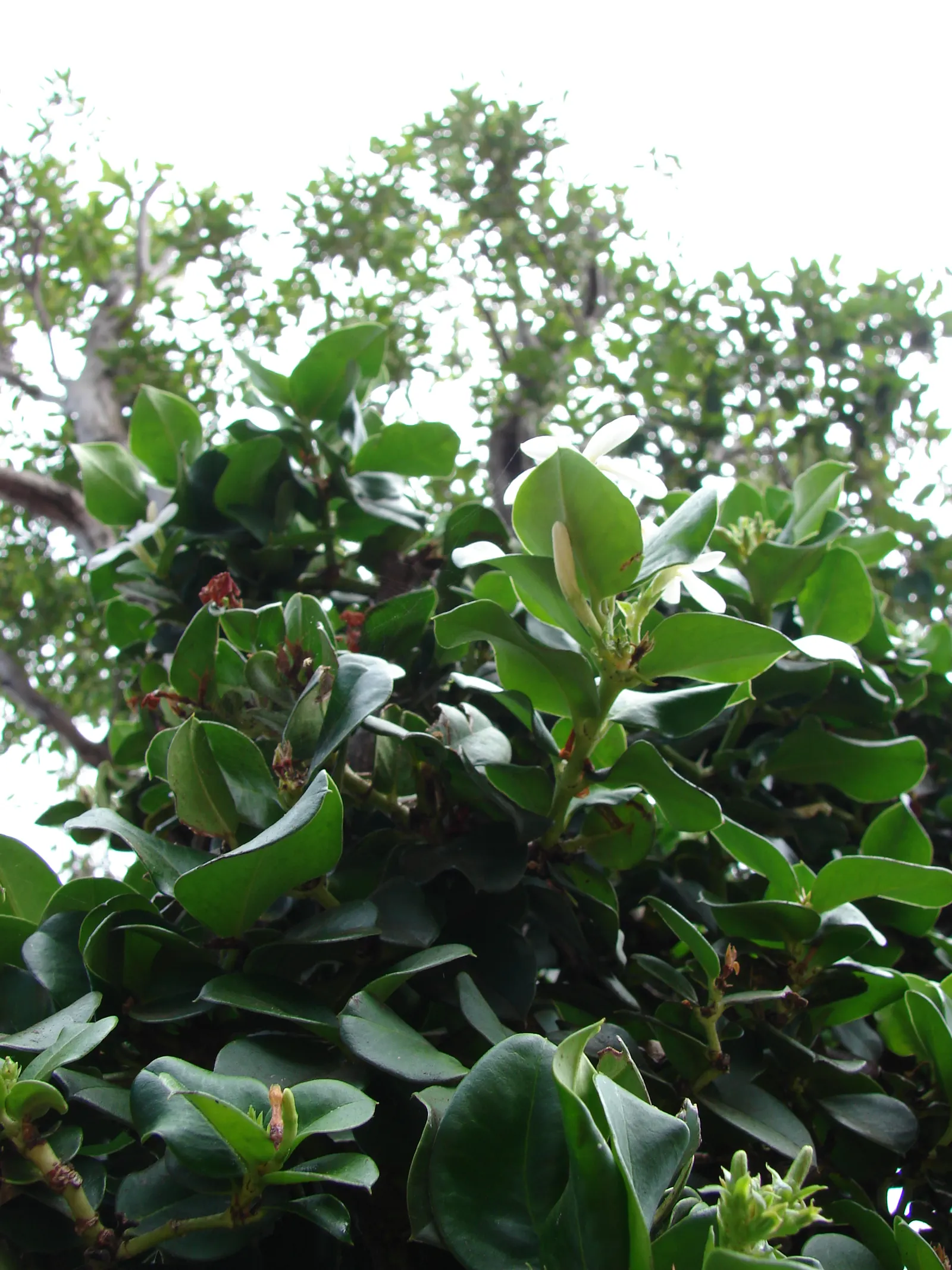 Natal Plum (Carissa Macrocarpa) — preferring full sun to partial shade exposure; the Natal Plum, or Carissa macrocarpa, is a versatile and robust, image 105