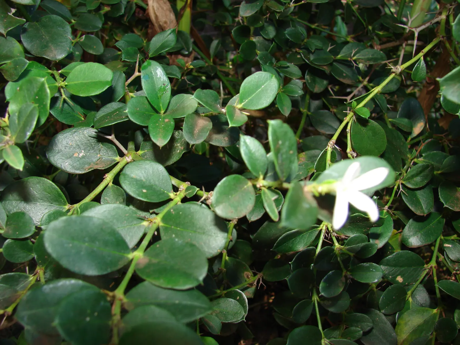 Natal Plum (Carissa Macrocarpa) — The Natal Plum, or Carissa macrocarpa, is a versatile and robust evergreen shrub originating from South Africa, image 65