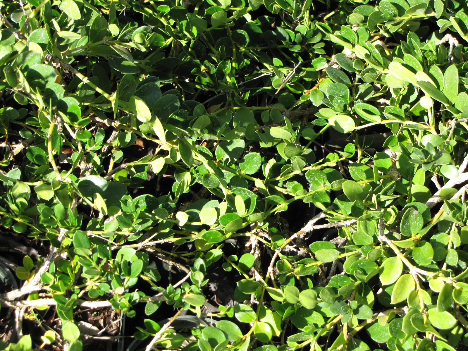 Natal Plum (Carissa Macrocarpa) — which are not only visually appealing but also offer a sweet taste