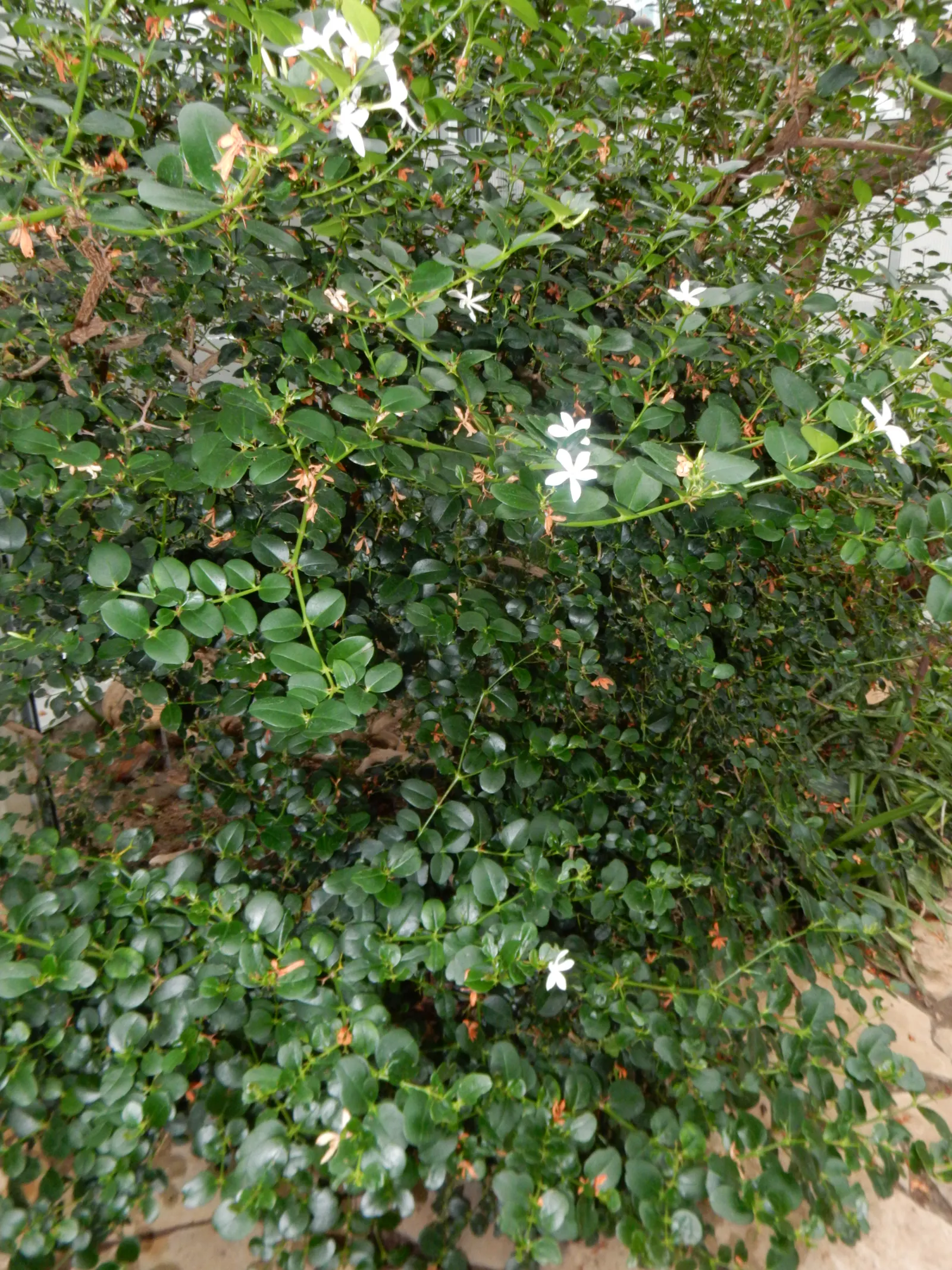 Natal Plum (Carissa Macrocarpa) — Note its sharp thorns, ideal for security planting