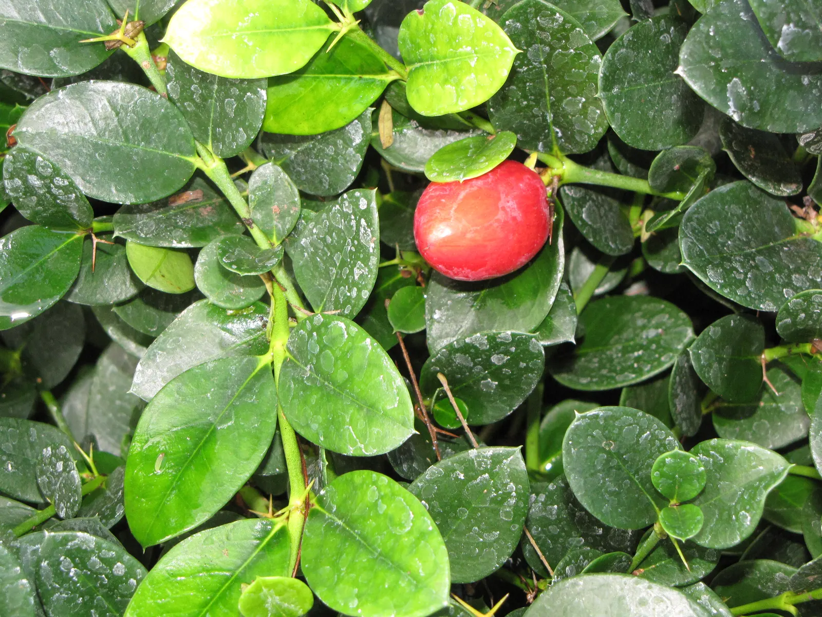 Natal Plum (Carissa Macrocarpa) — Natal Plum (Carissa macrocarpa) is an evergreen shrub