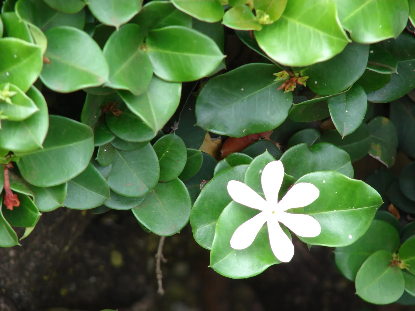 Natal Plum (Carissa Macrocarpa) — with some scattered flowering throughout the year.<br><br>These blooms give rise to edible; natal Plum (Carissa, image 71