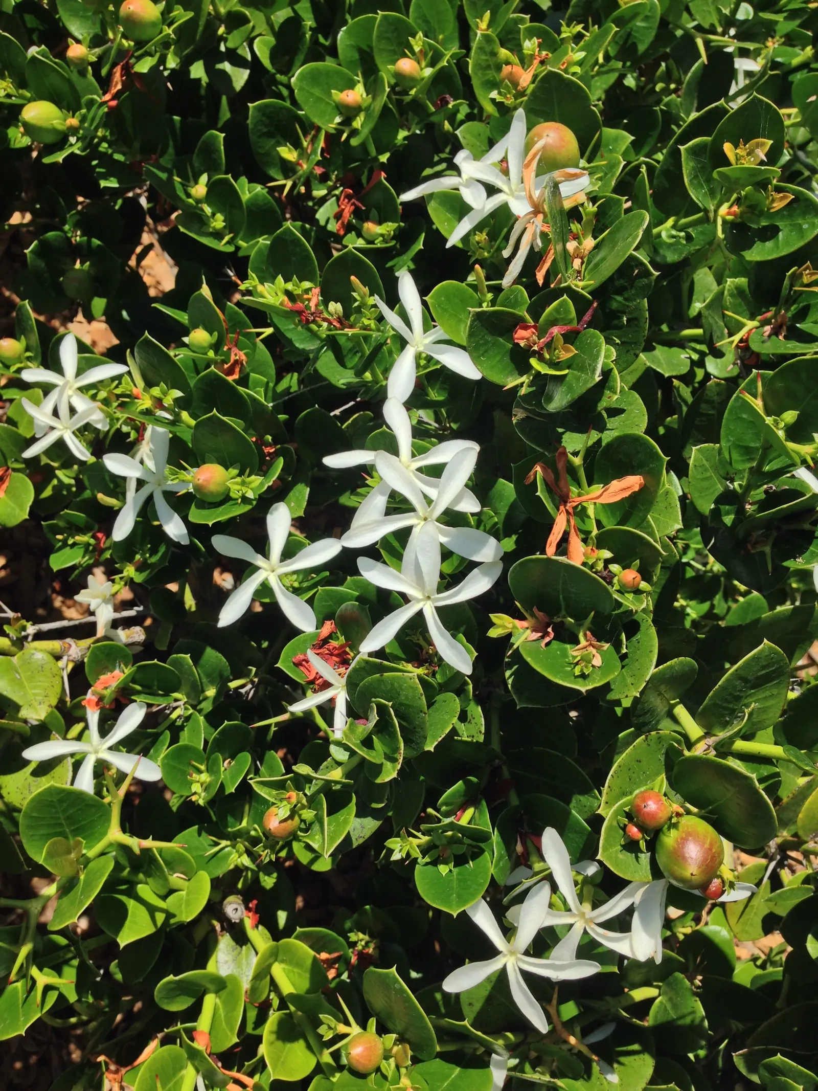 Natal Plum (Carissa Macrocarpa) — Natal Plum (Carissa macrocarpa) is an evergreen shrub; hardy and drought-resistant, it thrives in full sun to, image 59