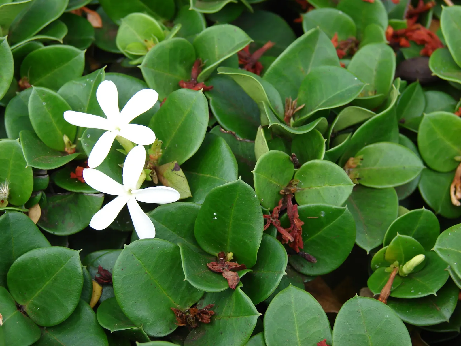 Natal Plum (Carissa Macrocarpa) — preferring full sun to partial shade exposure
