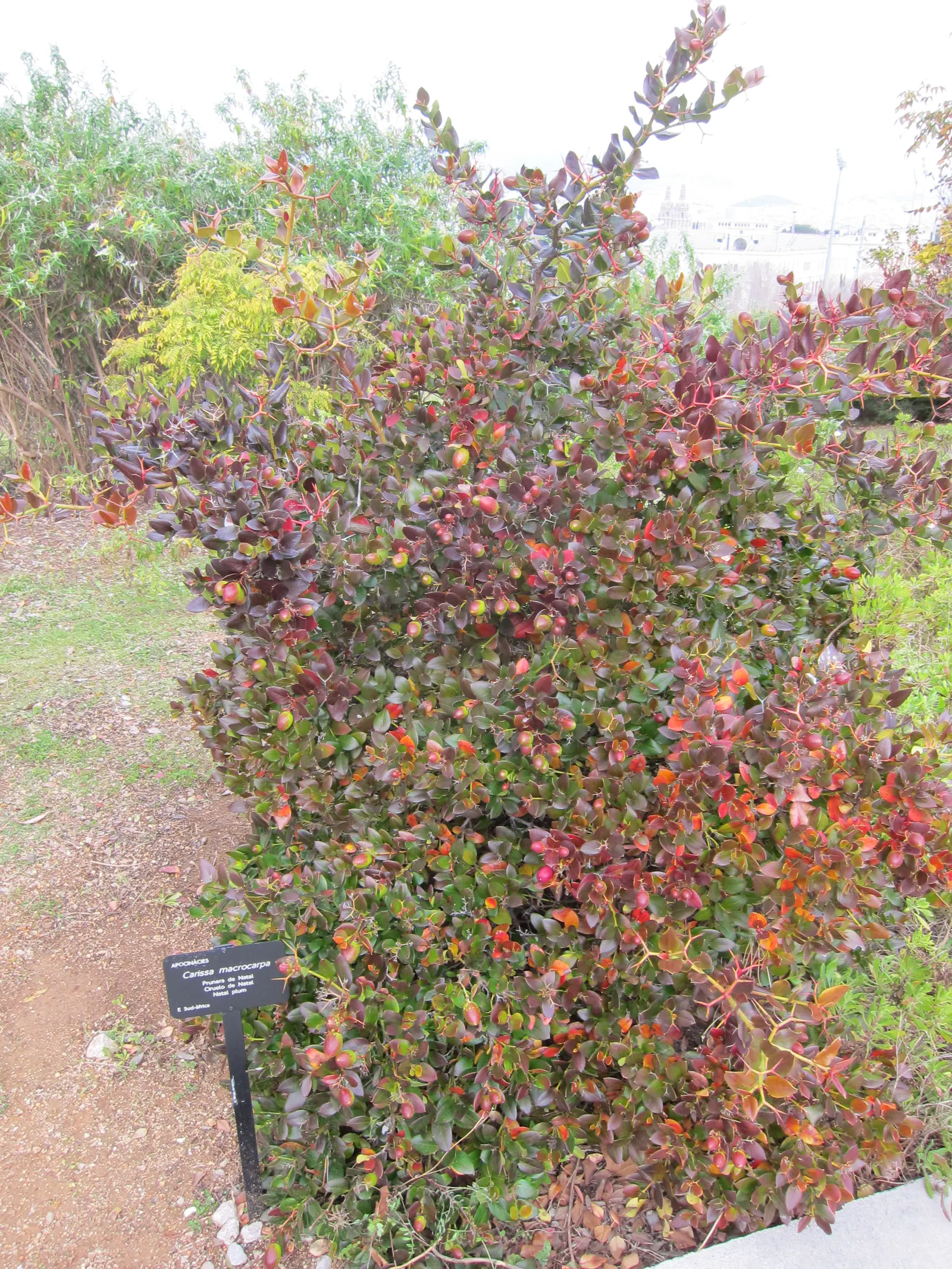 Natal Plum (Carissa Macrocarpa) — glossy foliage is a rich green color; but under optimal conditions can extend to a maximum of 10 feet, image 68