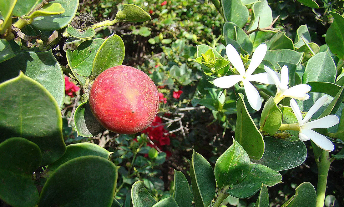 Natal Plum (Carissa Macrocarpa) — making it an excellent choice for coastal regions; shrub with white blooms