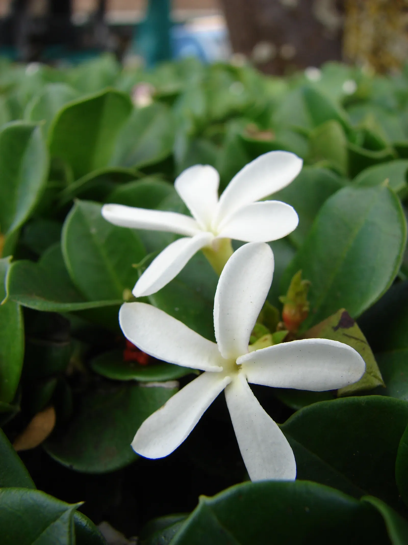 Natal Plum (Carissa Macrocarpa) — white flowers in the garden; which bloom prolifically from late spring to late summer