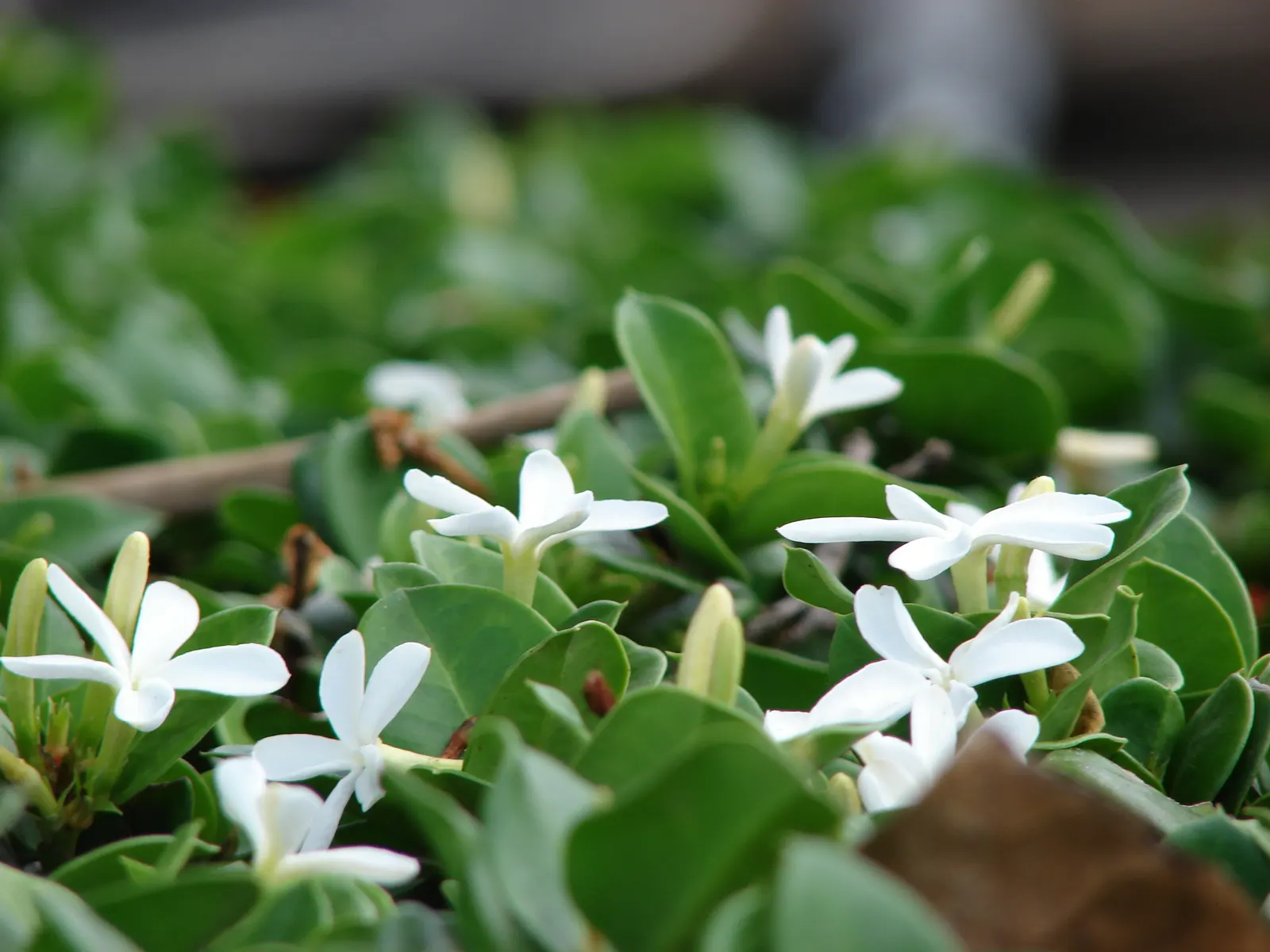Natal Plum (Carissa Macrocarpa) — prized for its glossy foliage and star-shaped white blossoms that exude a sweet fragrance; providing a lush, image 89
