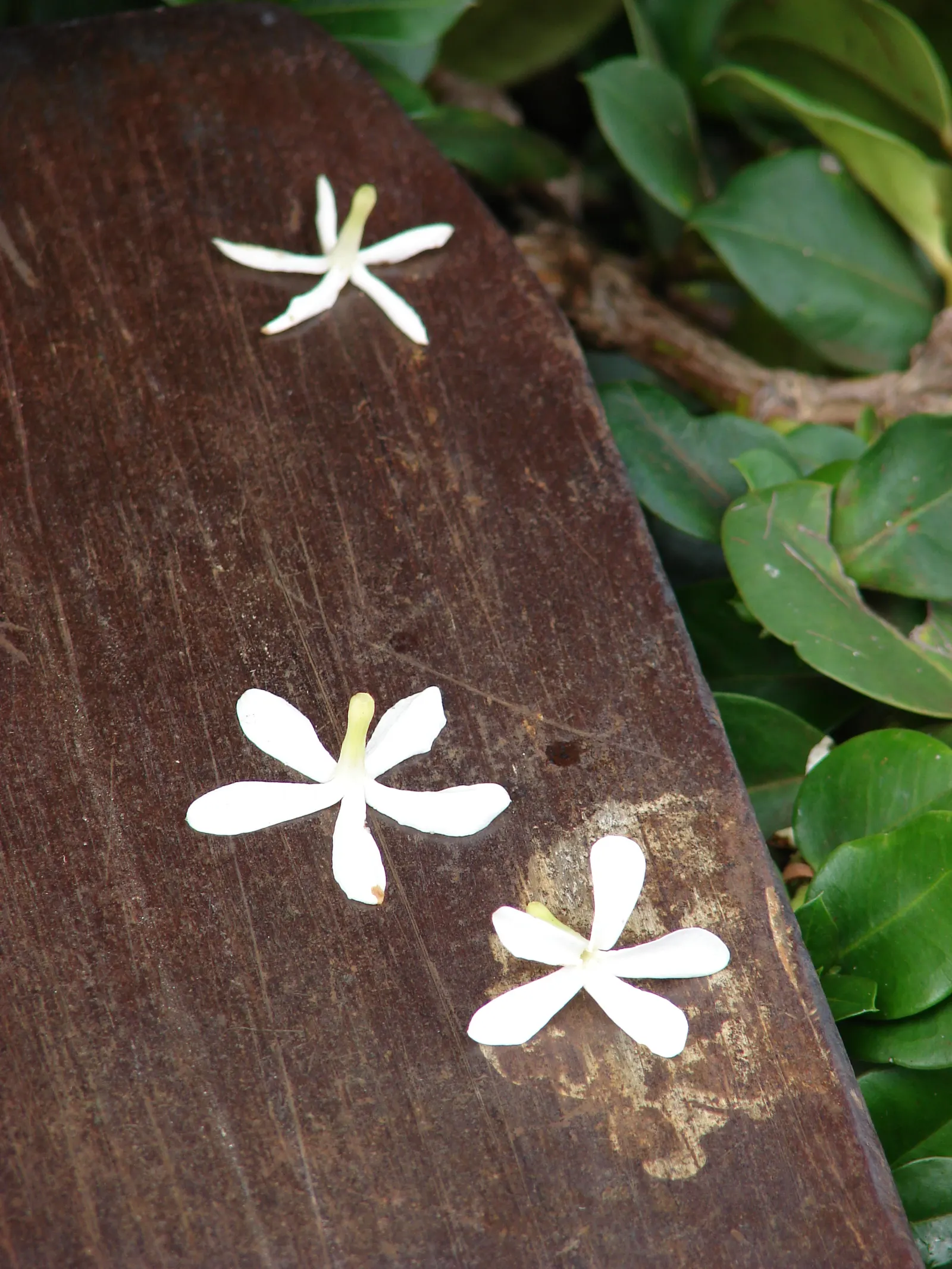 Natal Plum (Carissa Macrocarpa) — Note its sharp thorns, ideal for security planting; it features plum-like fruits, edible when red, and grows 5 to, image 63