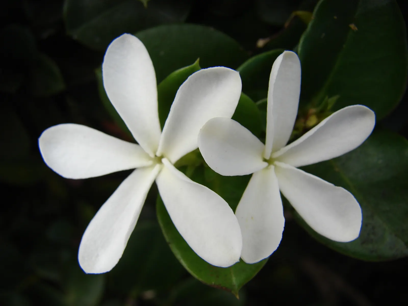 Natal Plum (Carissa Macrocarpa) — Be cautious when handling; shrub for full or half