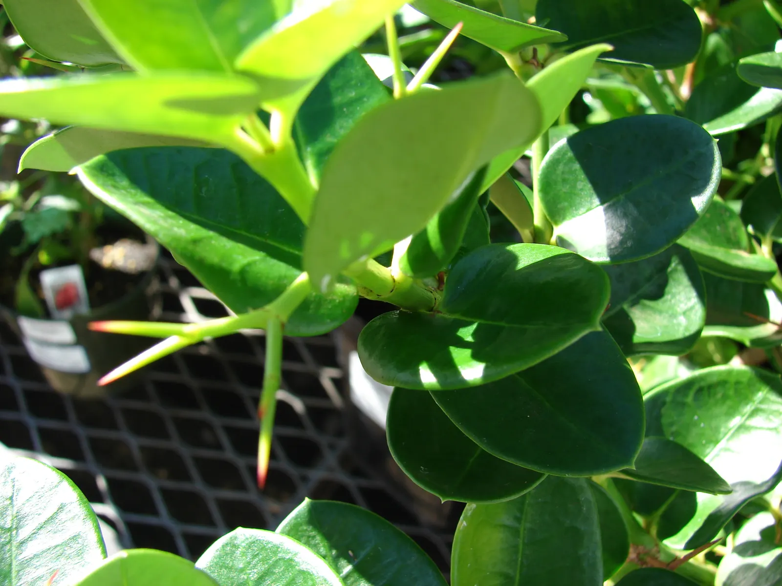 Natal Plum (Carissa Macrocarpa) — The Natal Plum, or Carissa macrocarpa, is a versatile and robust evergreen shrub originating from South Africa; be cautious