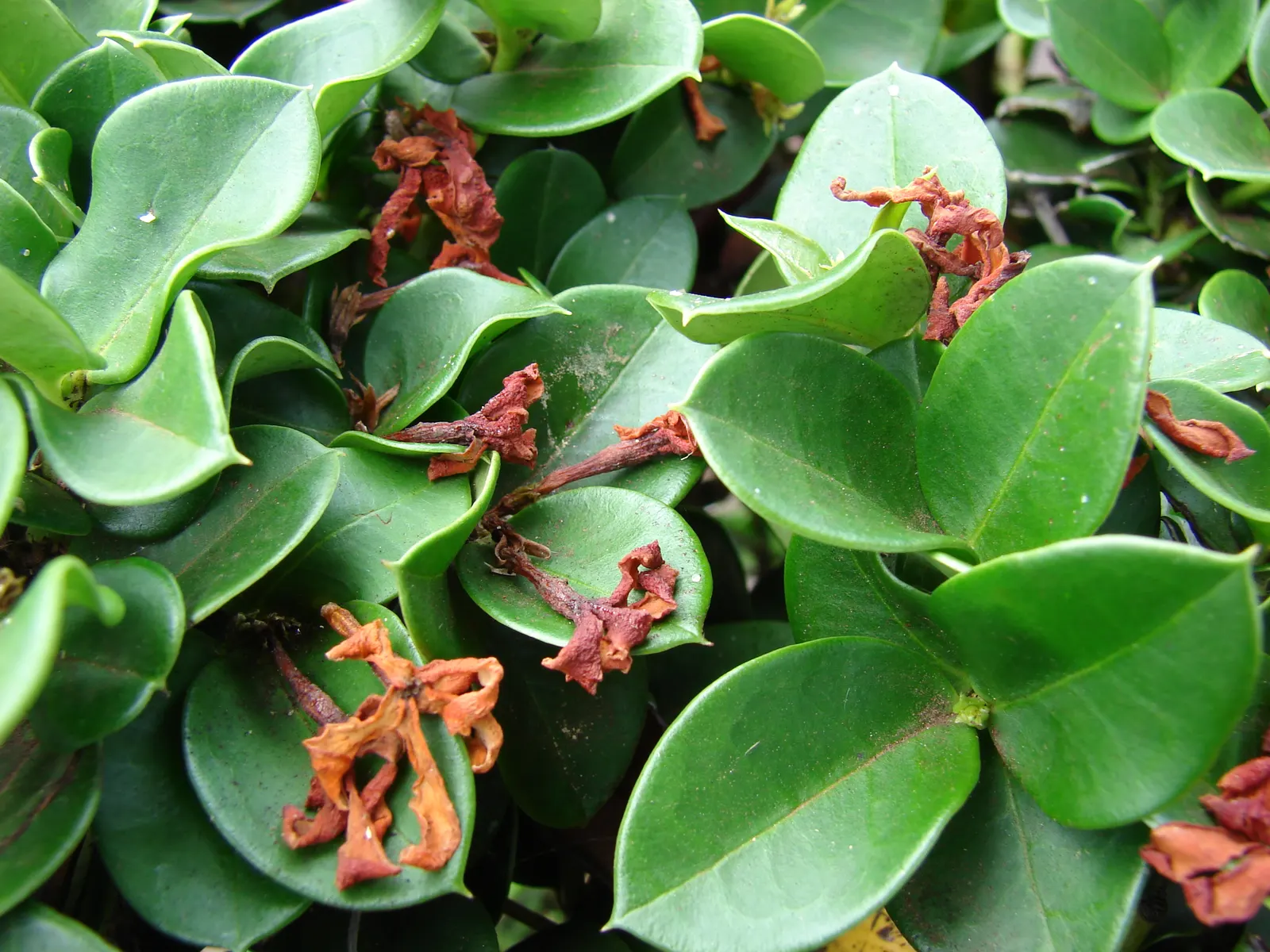 Natal Plum (Carissa Macrocarpa) — it requires moderate watering; with some scattered flowering throughout the year.<br><br>These blooms give rise, image 110