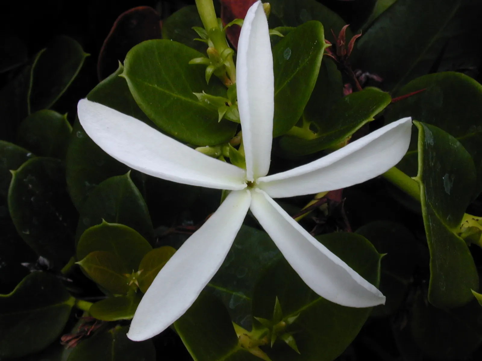 Natal Plum (Carissa Macrocarpa) — which bloom prolifically from late spring to late summer; it requires moderate watering, image 70