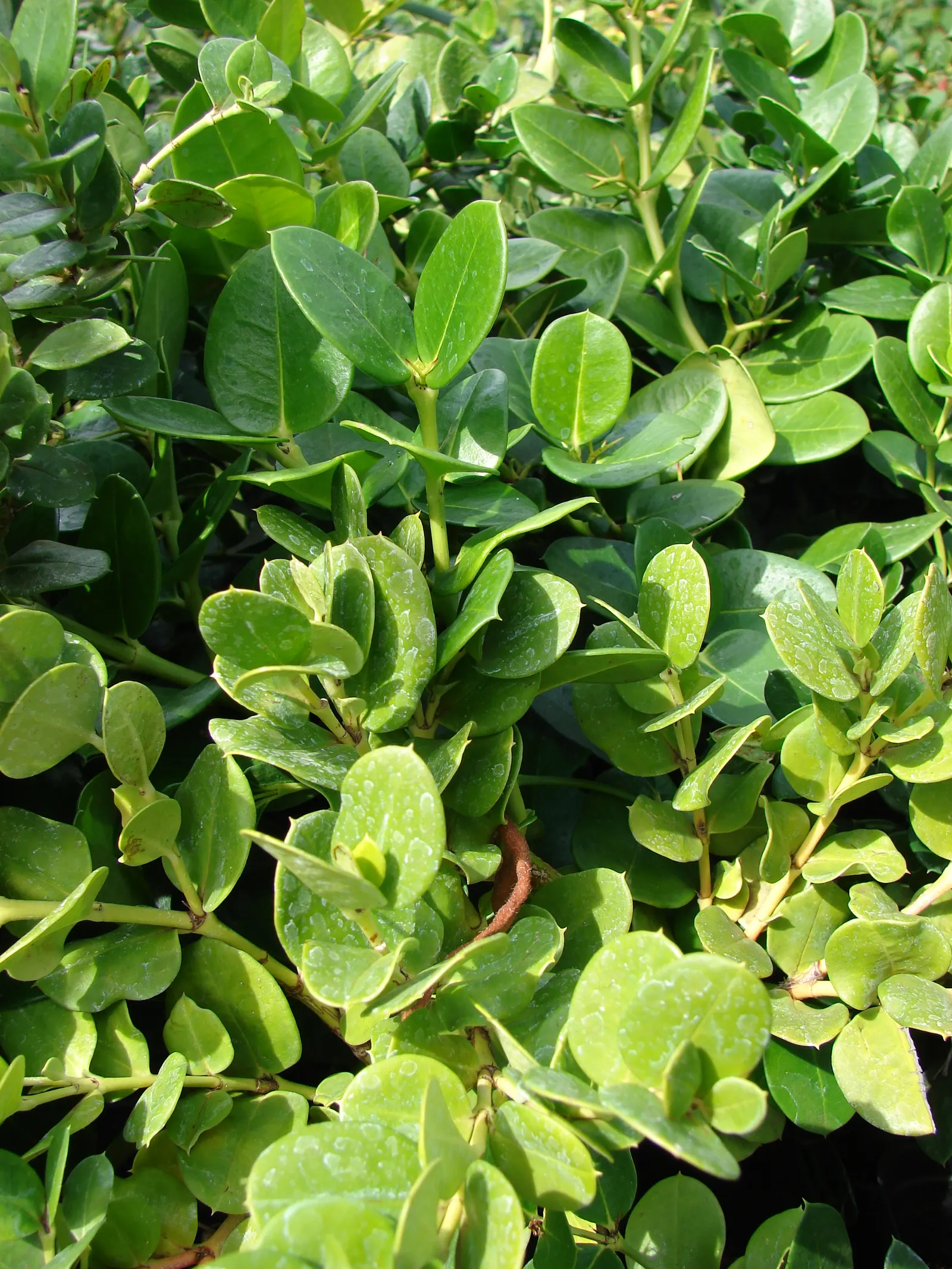 Natal Plum (Carissa Macrocarpa) — provided they are well-drained