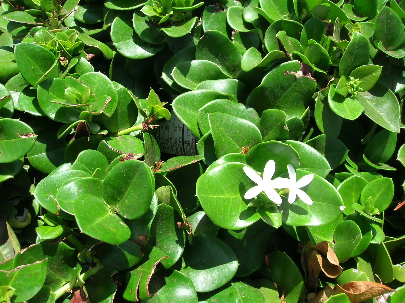 Natal Plum (Carissa Macrocarpa) — Maintain at least 3 feet between plants for optimal growth; glossy foliage is a rich green color