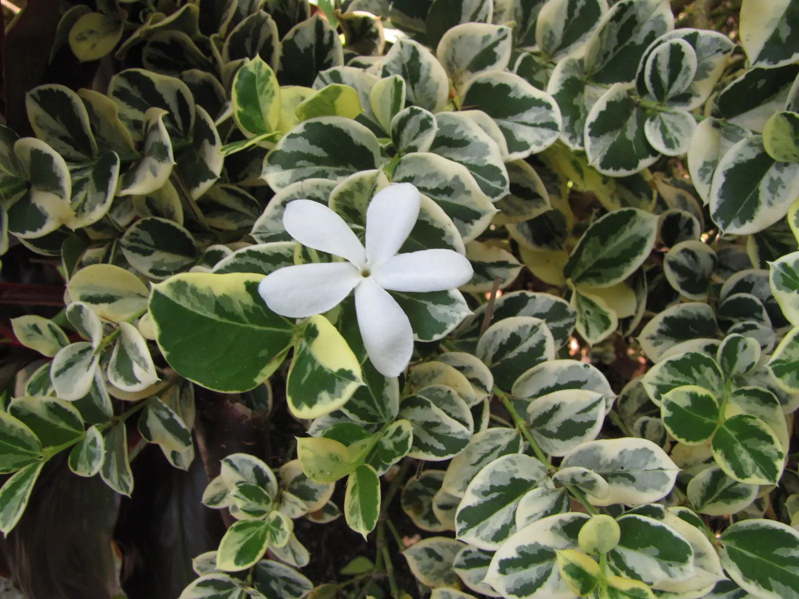 Natal Plum (Carissa Macrocarpa) — which are not only visually appealing but also offer a sweet taste, image 102