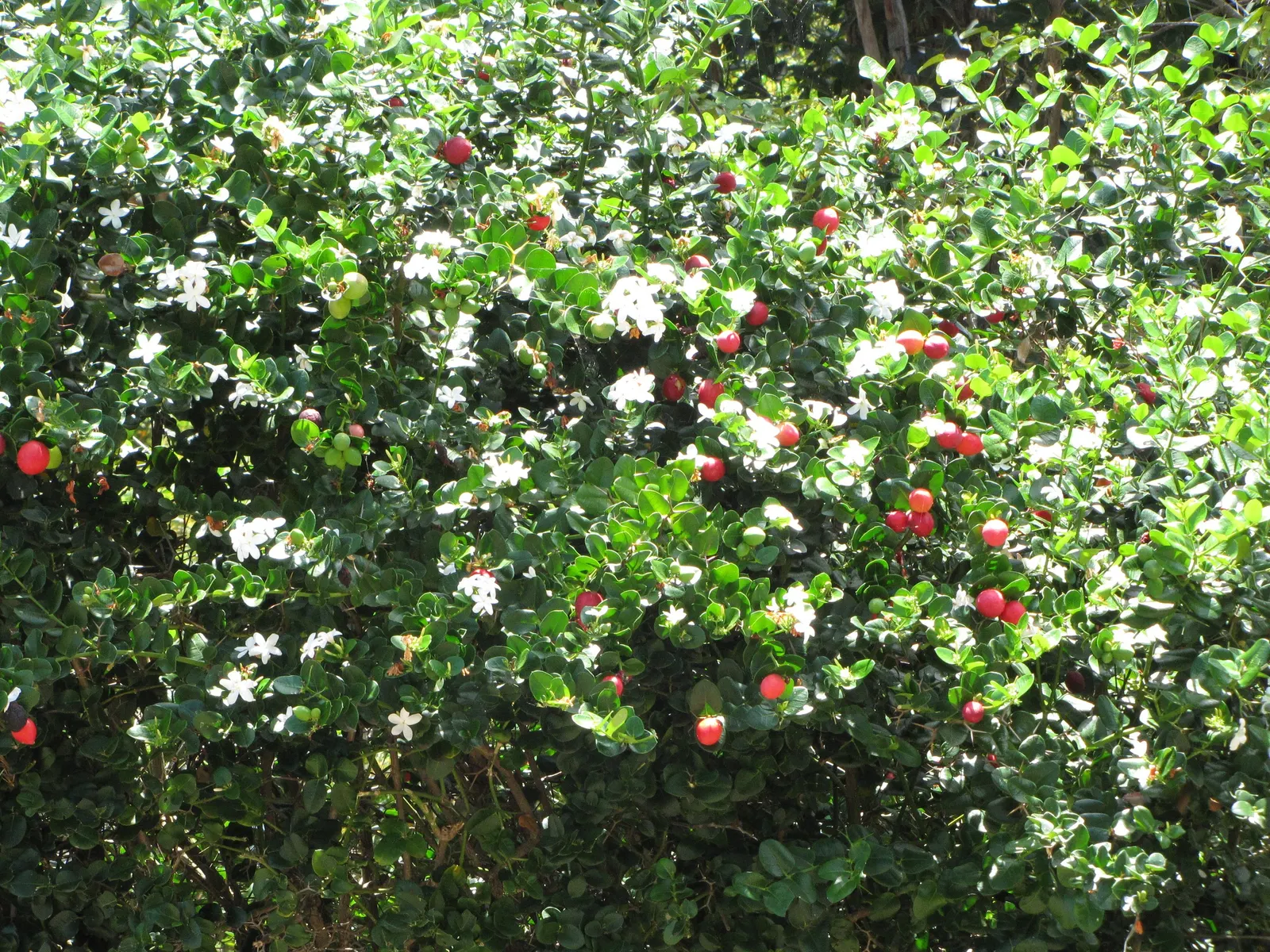 Natal Plum (Carissa Macrocarpa) — shrub for full or half
