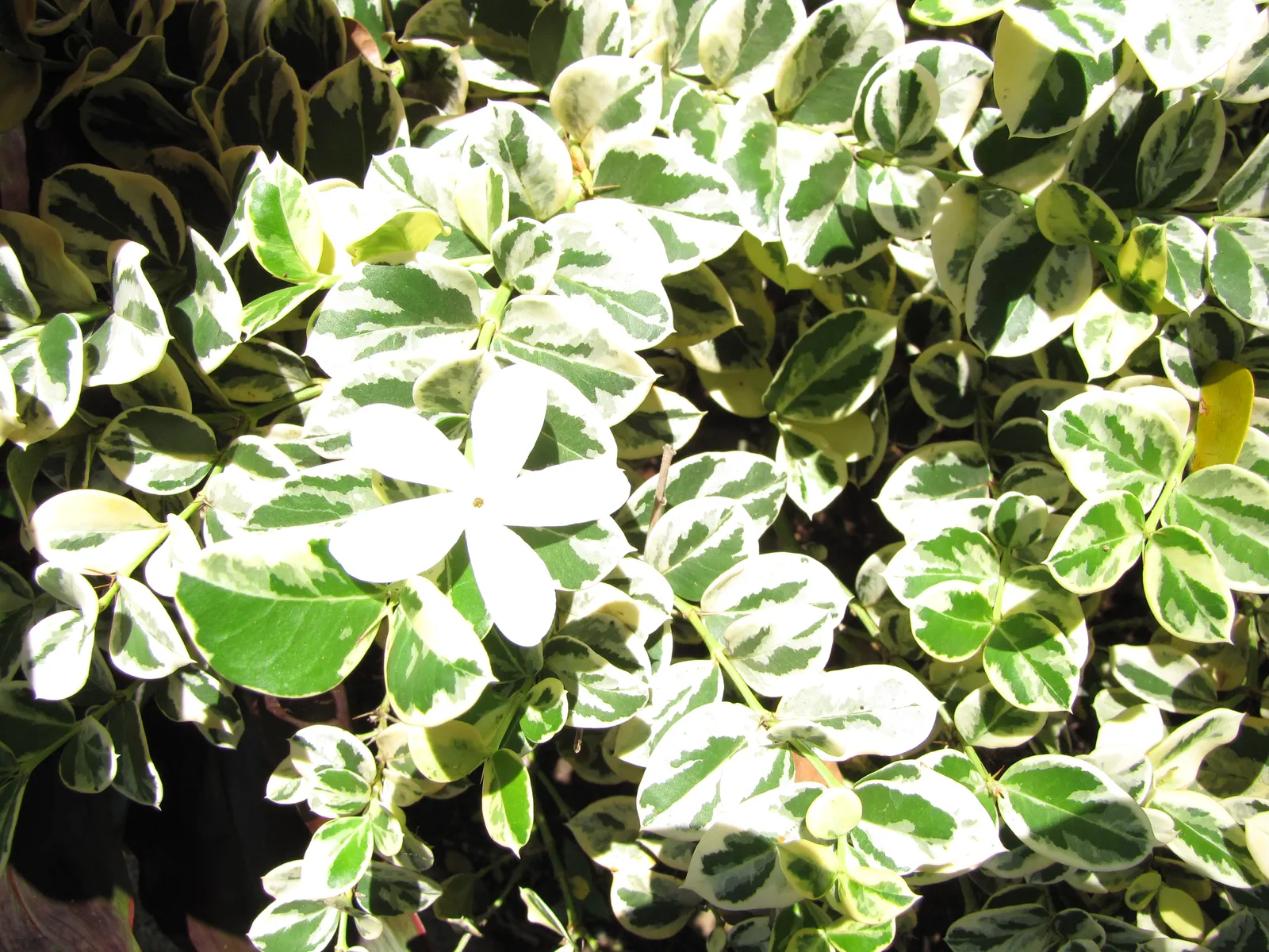 Natal Plum (Carissa Macrocarpa) — It withstands a variety of soil types