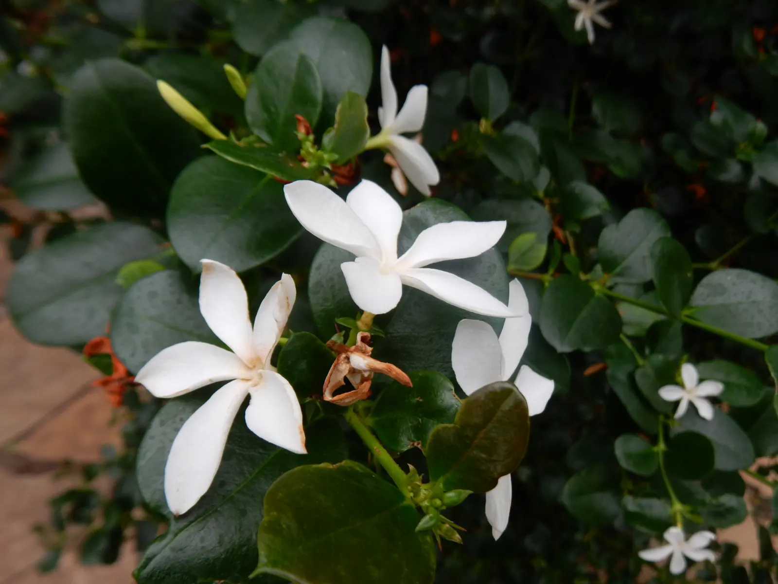 Natal Plum (Carissa Macrocarpa) — which are not only visually appealing but also offer a sweet taste, image 44