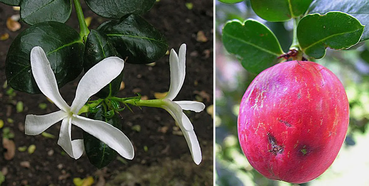 Natal Plum (Carissa Macrocarpa) — Maintain at least 3 feet between plants for optimal growth