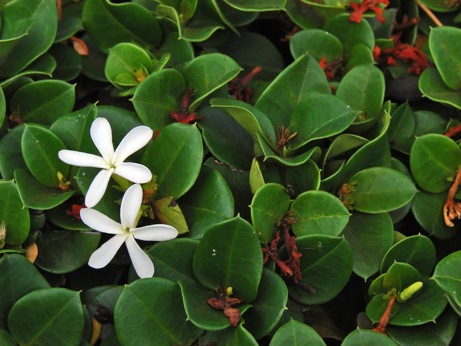 Natal Plum (Carissa Macrocarpa) — providing a lush backdrop for its star-shaped; frequently utilized in culinary applications such as jams and, image 98