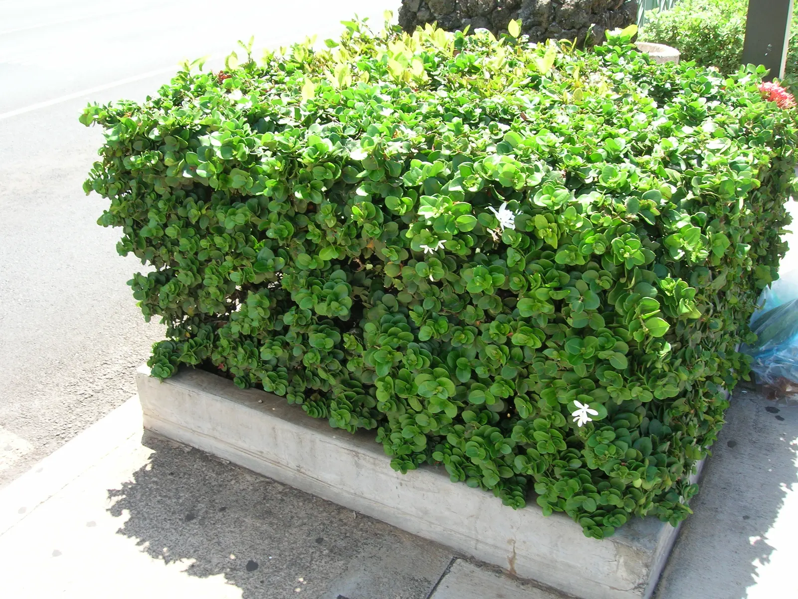 Natal Plum (Carissa Macrocarpa) — it requires moderate watering; with some scattered flowering throughout the year.<br><br>These blooms give rise to edible
