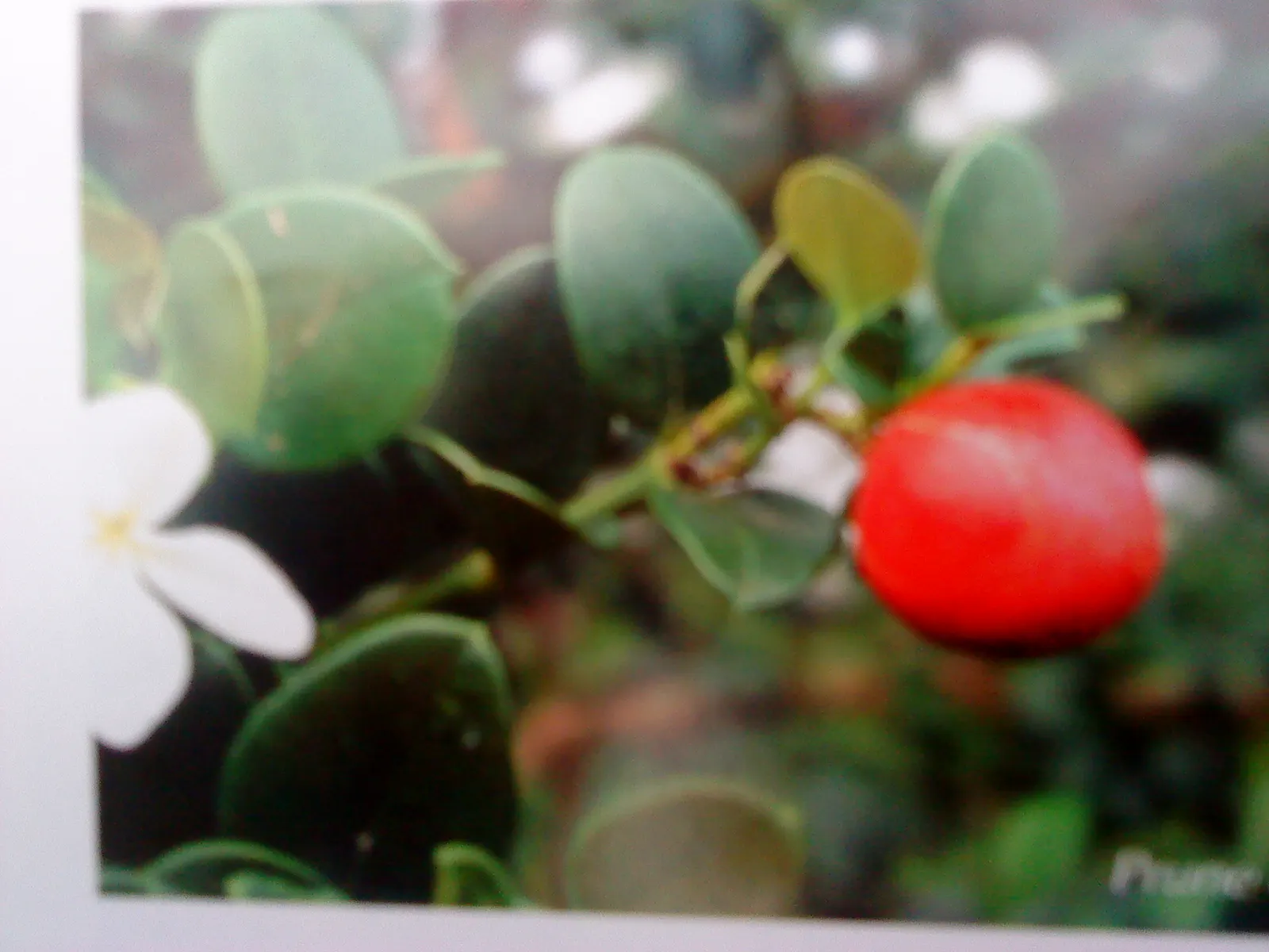 Natal Plum (Carissa Macrocarpa) — provided they are well-drained; making it an excellent choice for coastal regions, image 78