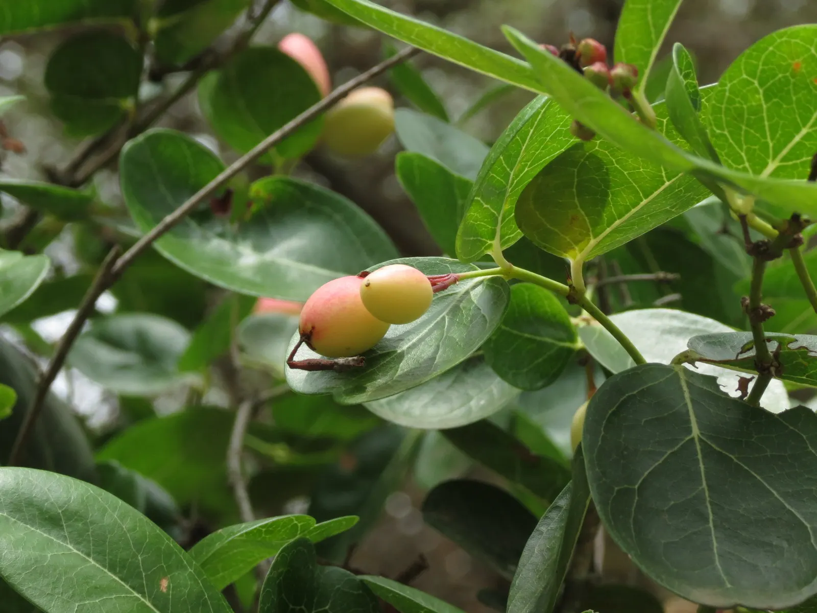 Natal Plum (Carissa Macrocarpa) — frequently utilized in culinary applications such as jams and jellies; drought-tolerant once established, image 103