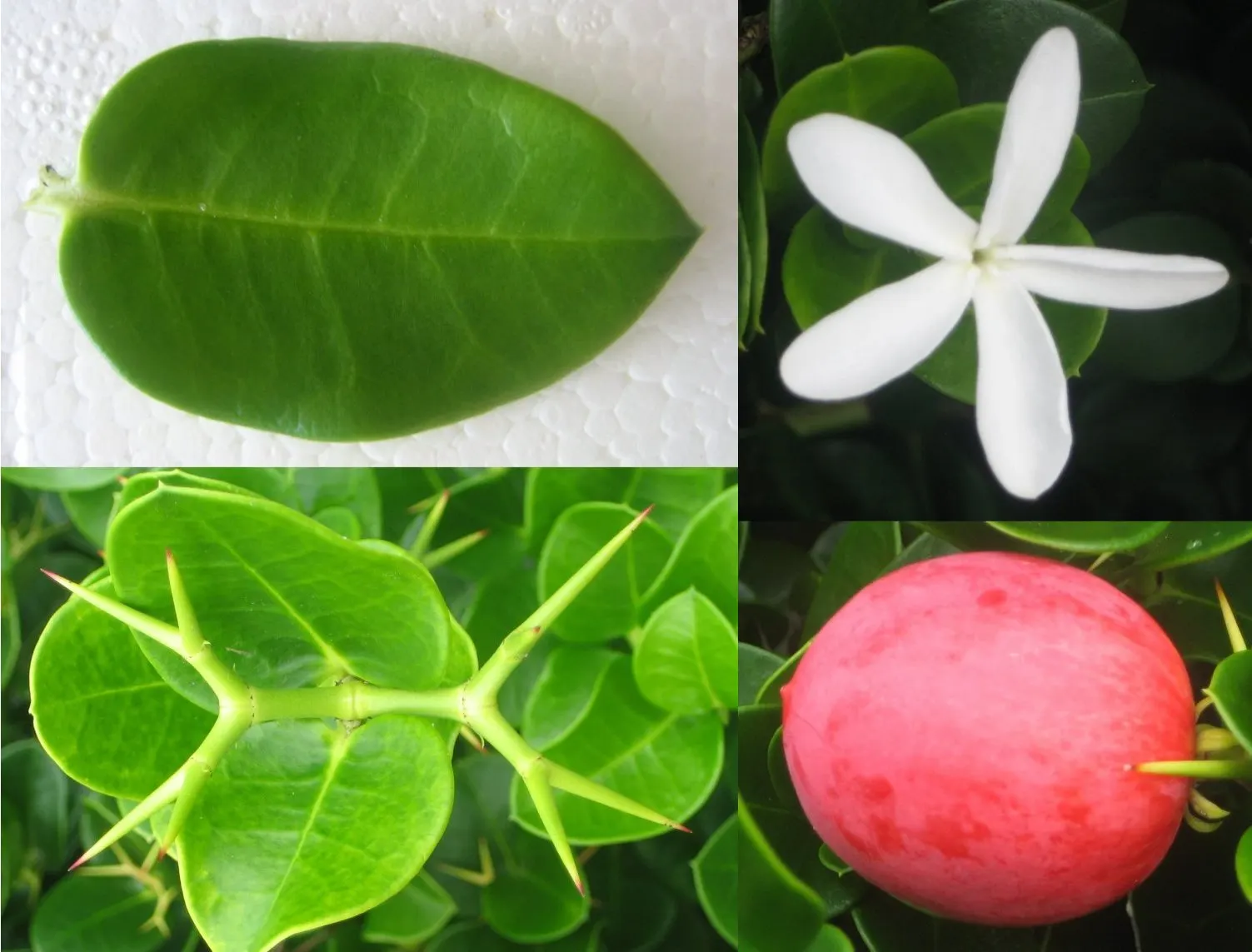 Natal Plum (Carissa Macrocarpa) — Hardy and drought-resistant, it thrives in full sun to partial shade; it can be utilized as an ornamental feature, image 62