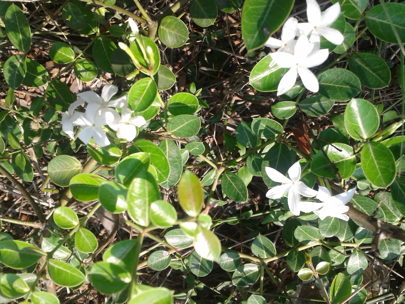 Natal Plum (Carissa Macrocarpa) — Note its sharp thorns, ideal for security planting; it features plum-like fruits, edible when red, and grows 5 to, image 92
