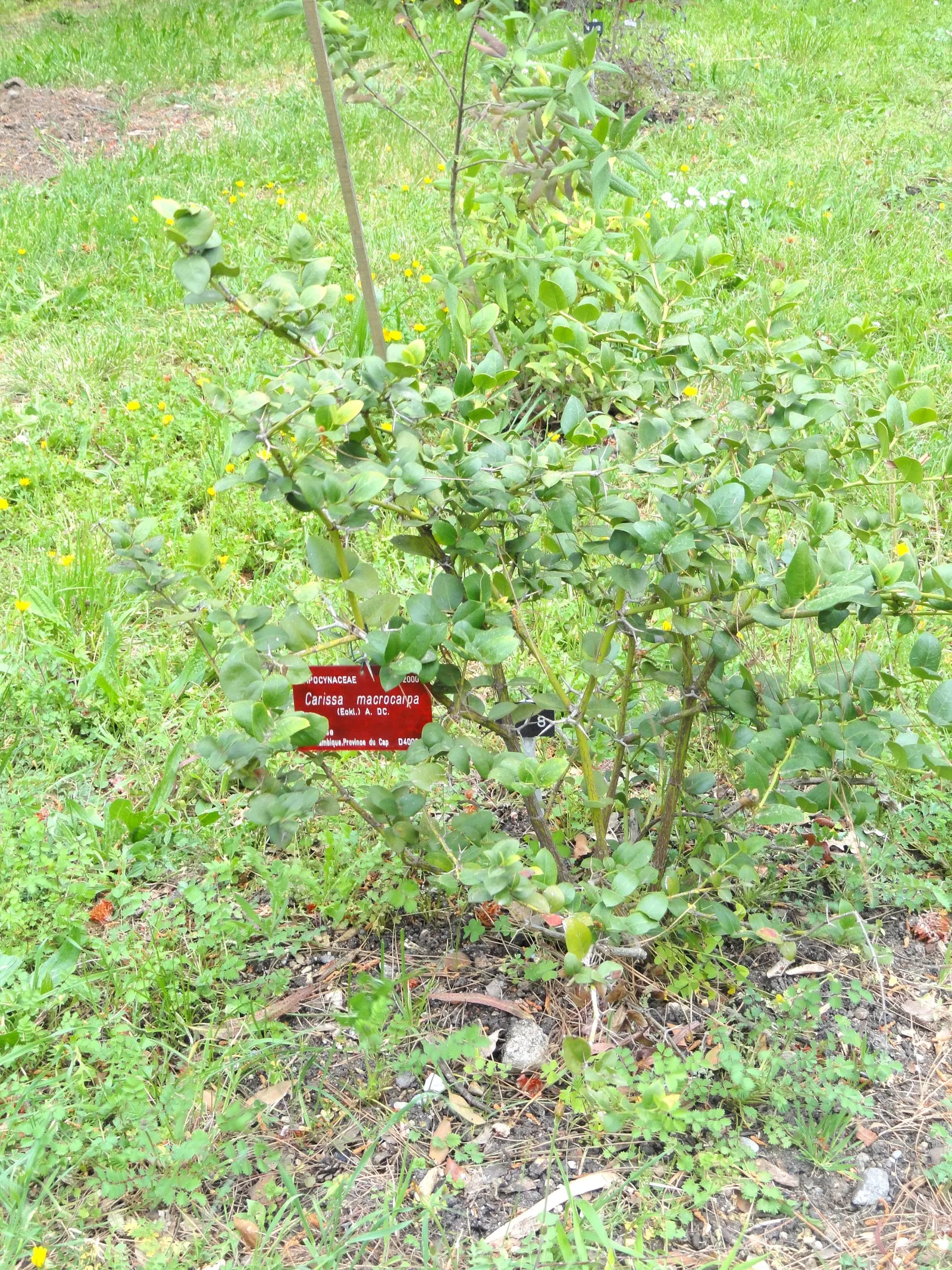 Natal Plum (Carissa Macrocarpa) — which are not only visually appealing but also offer a sweet taste, image 73
