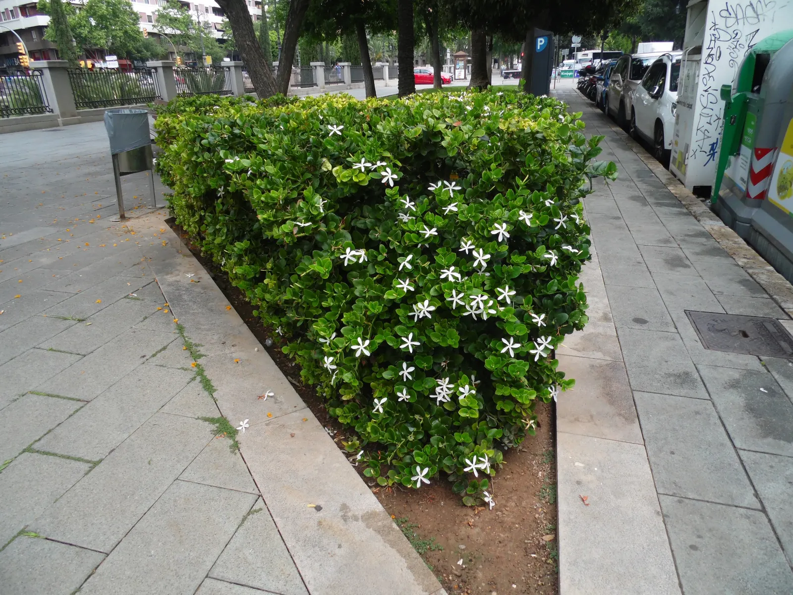 Natal Plum (Carissa Macrocarpa) — which bloom prolifically from late spring to late summer; it requires moderate watering