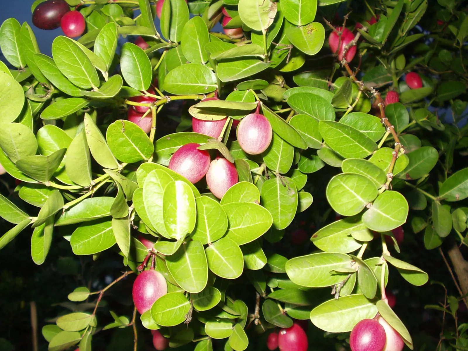 Natal Plum (Carissa Macrocarpa) — making it low-maintenance and a resilient option for busy gardeners; provided they are well-drained, image 82