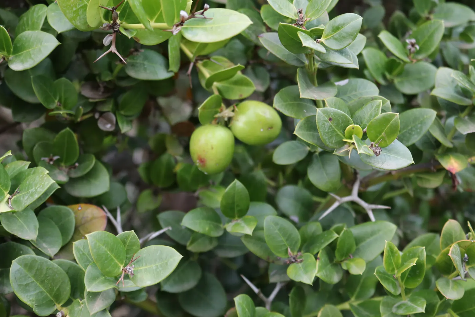 Natal Plum (Carissa Macrocarpa) — shrub with white blooms