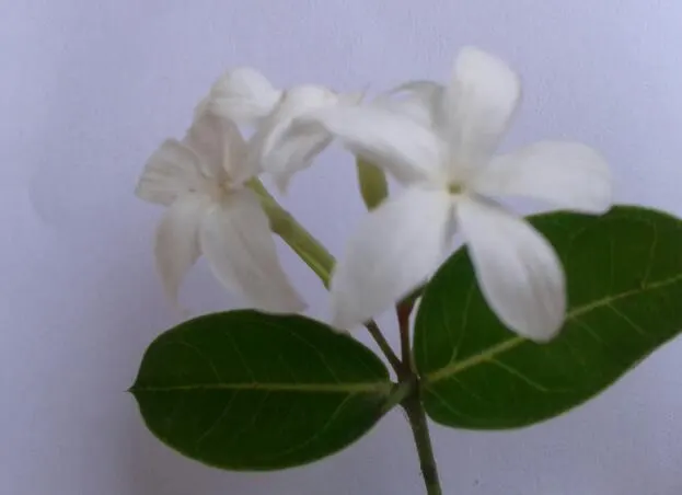 Natal Plum (Carissa Macrocarpa) — which bloom prolifically from late spring to late summer; it requires moderate watering, image 99