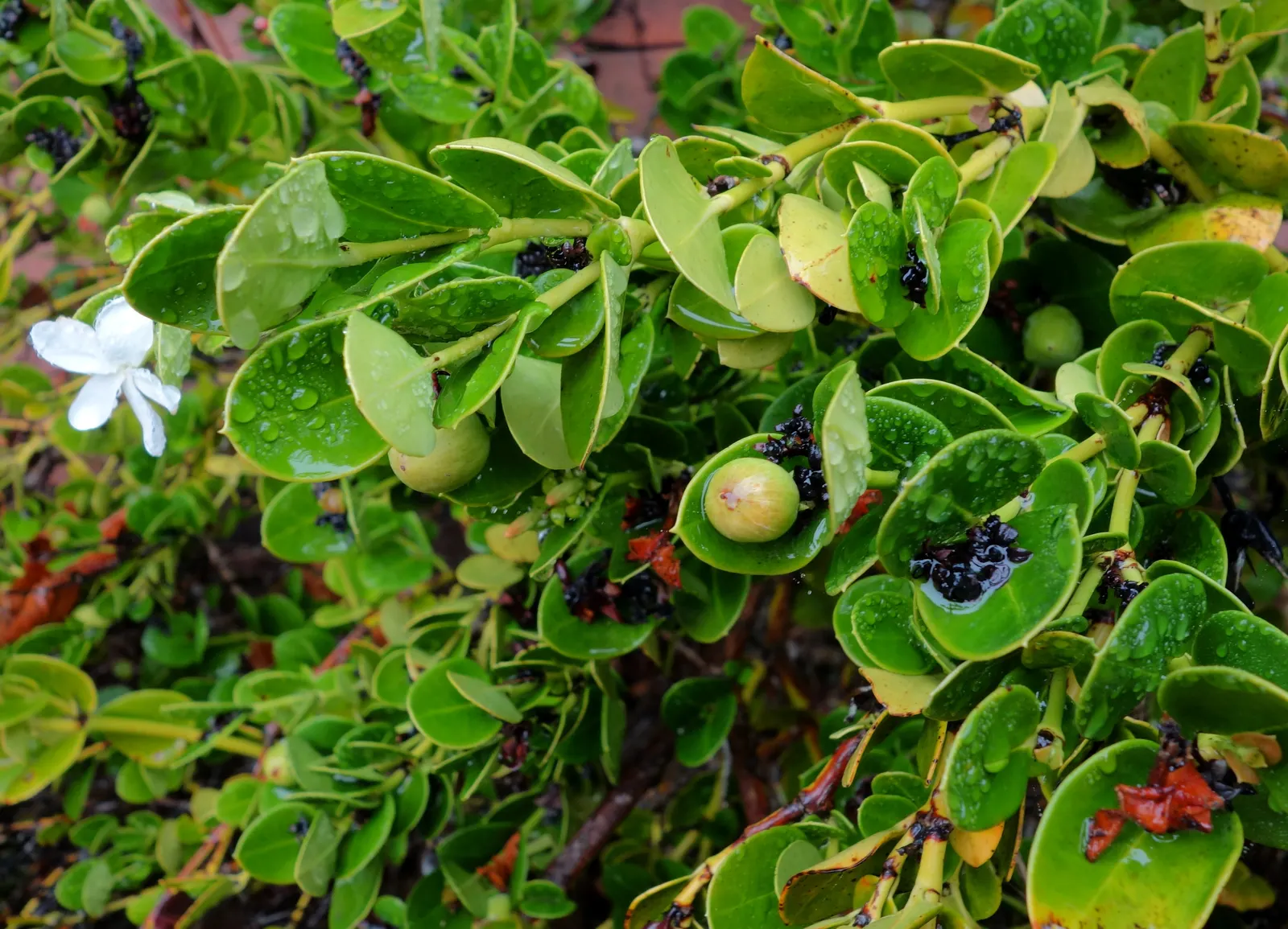 Natal Plum (Carissa Macrocarpa) — This compelling addition to any landscape typically reaches a height and spread of 3 to 7 feet; making it, image 66