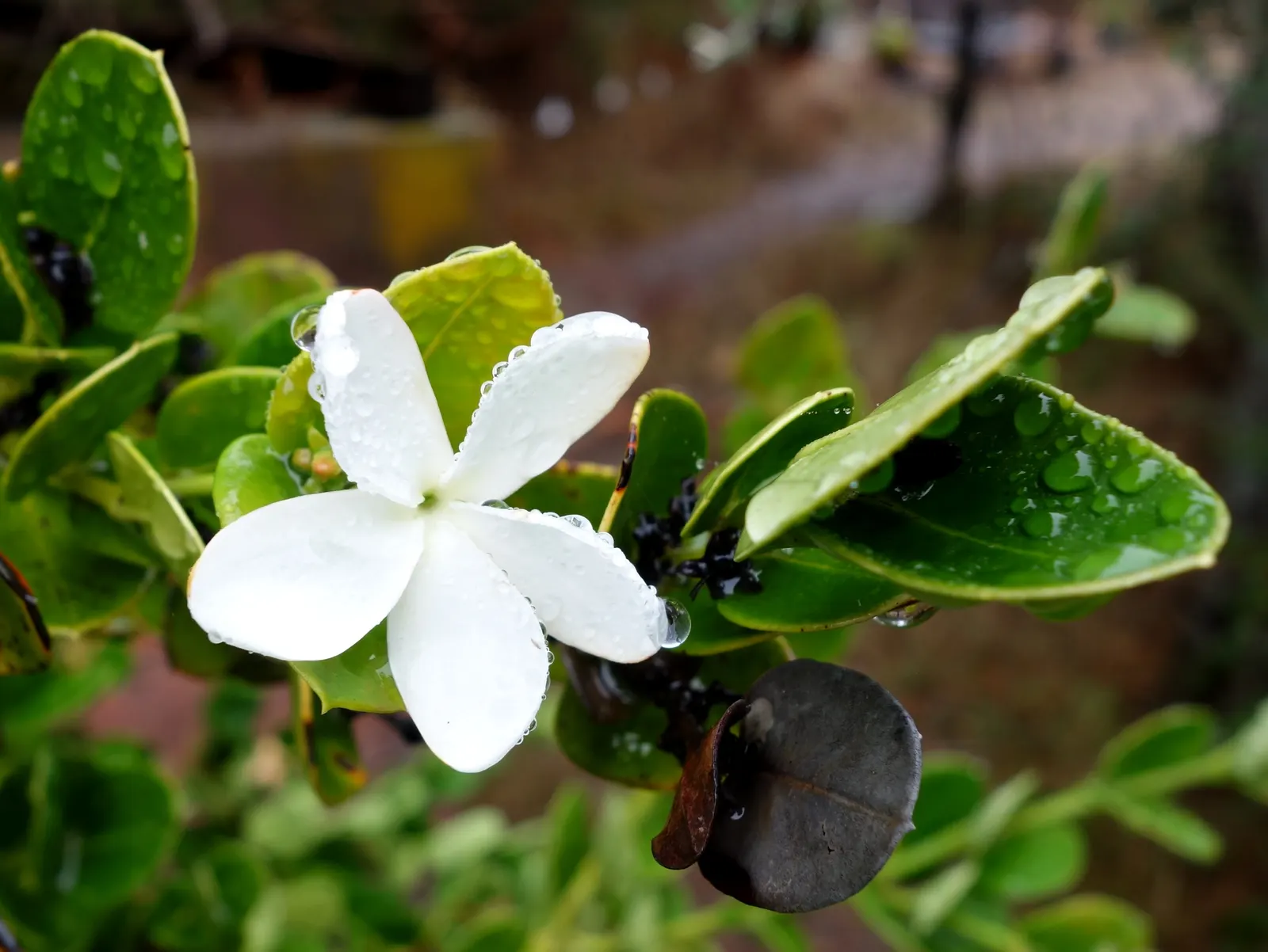 Natal Plum (Carissa Macrocarpa) — glossy foliage is a rich green color; but under optimal conditions can extend to a maximum of 10 feet, image 97