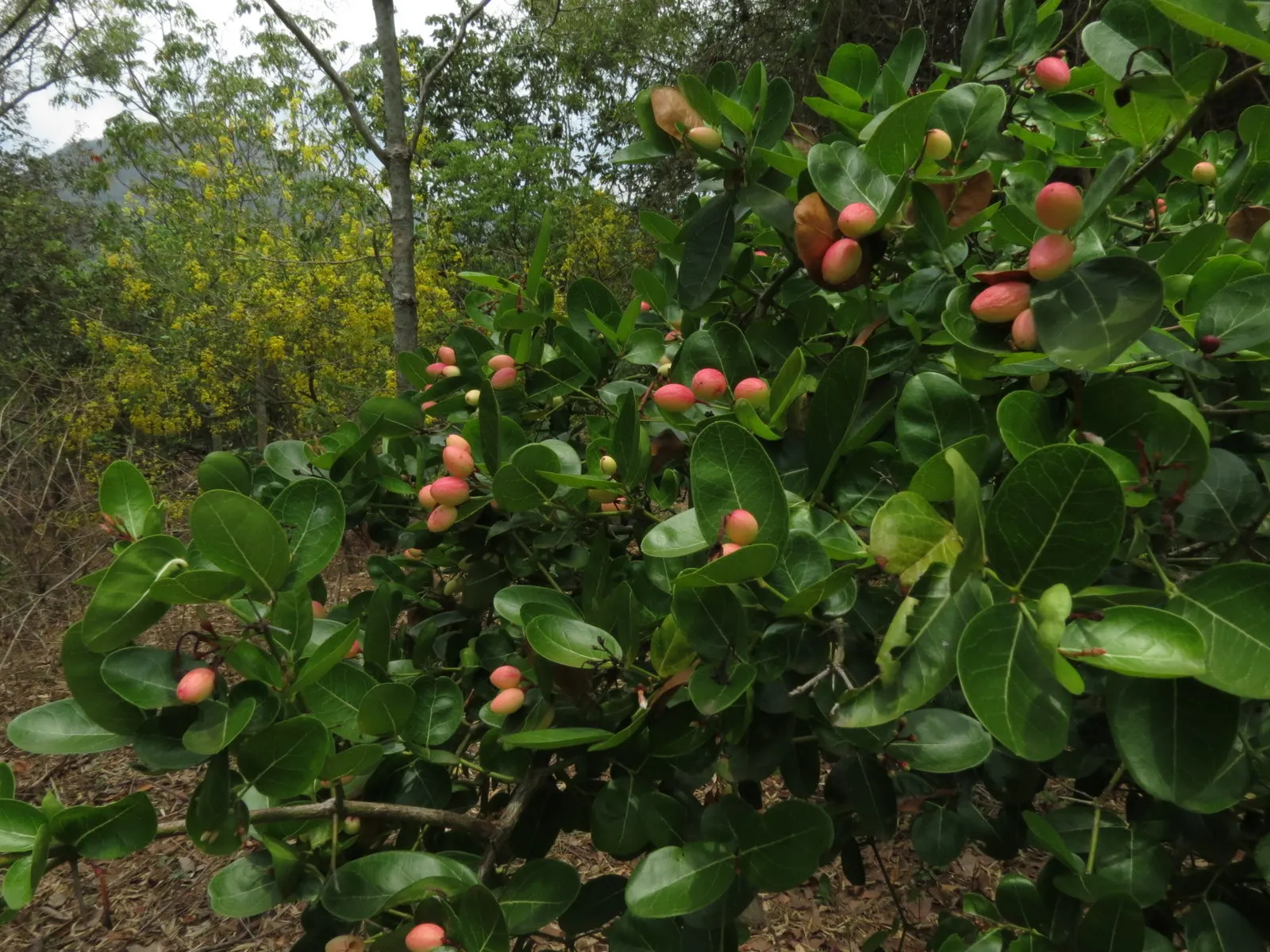 Natal Plum (Carissa Macrocarpa) — preferring full sun to partial shade exposure; the Natal Plum, or Carissa macrocarpa, is a versatile and robust evergreen