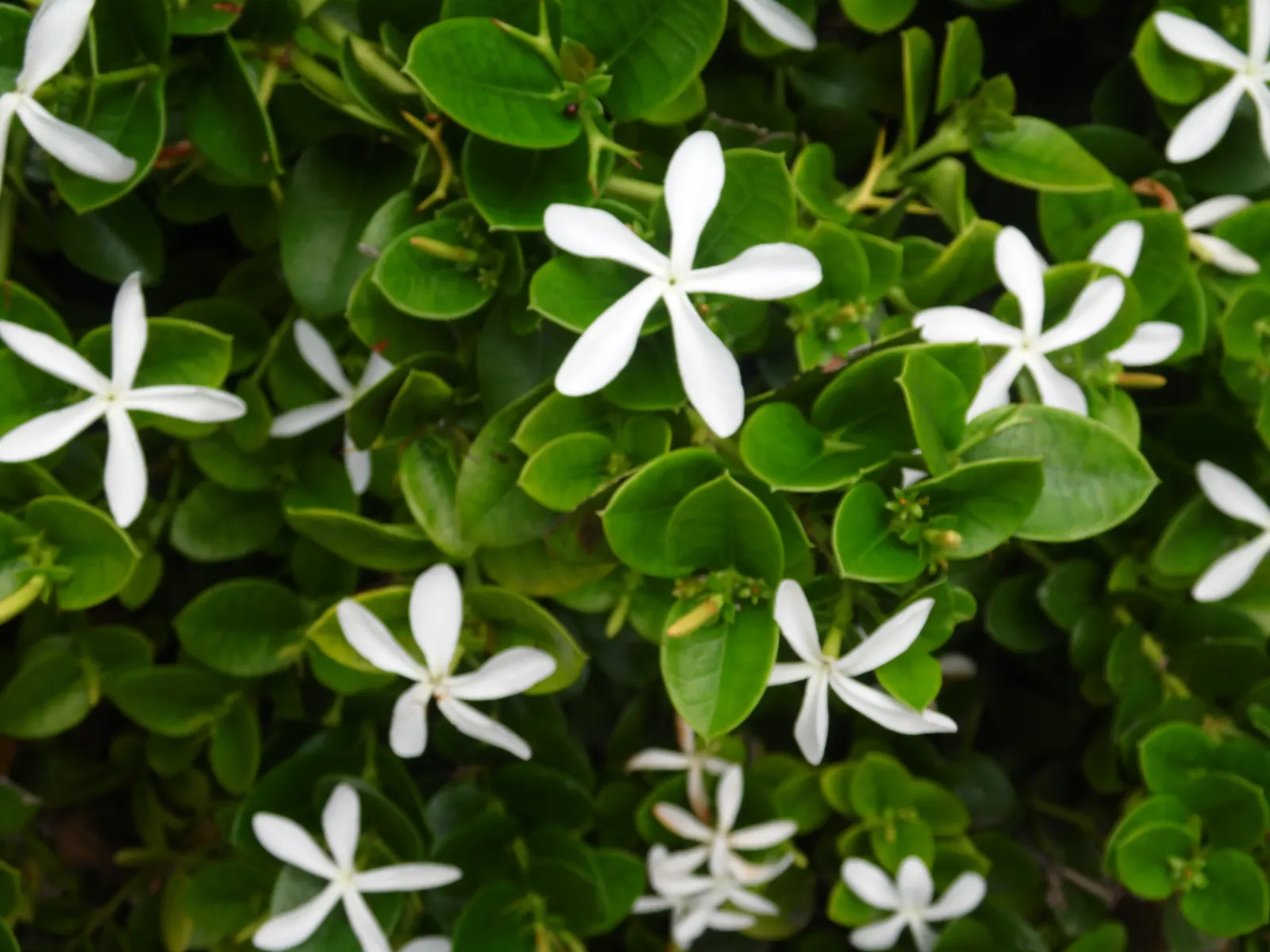 Natal Plum (Carissa Macrocarpa) — Hardy and drought-resistant, it thrives in full sun to partial shade