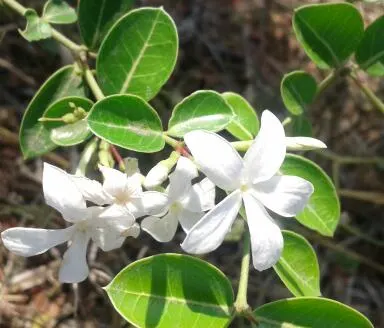 Natal Plum (Carissa Macrocarpa) — deep red plum-like fruits; this compelling addition to any landscape typically reaches a height and spread of 3, image 72