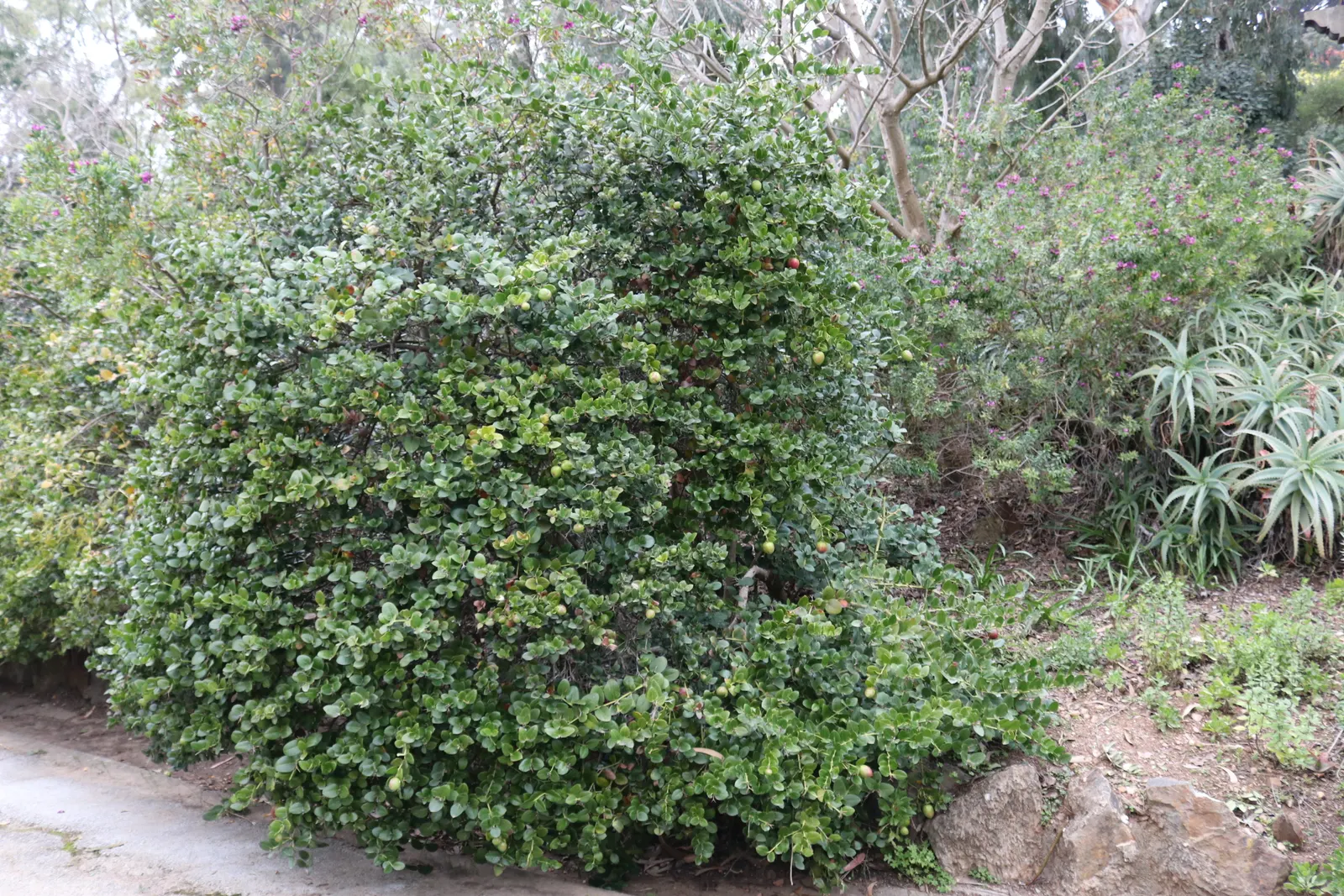 Natal Plum (Carissa Macrocarpa) — but under optimal conditions can extend to a maximum of 10 feet; prized for its glossy foliage and star-shaped white blossoms