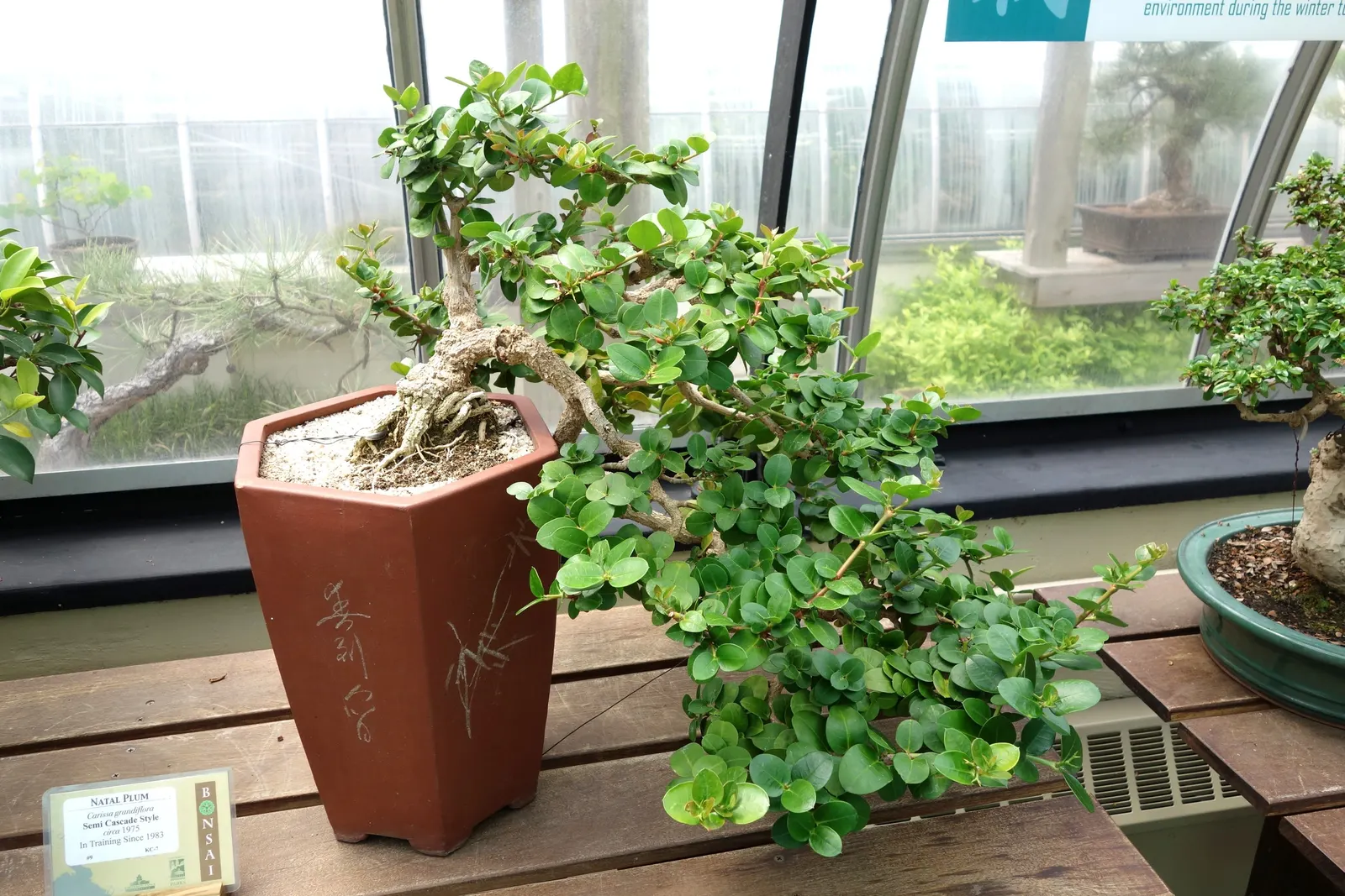 Natal Plum (Carissa Macrocarpa) — It features plum-like fruits, edible when red, and grows 5 to 7 feet tall with a similar spread