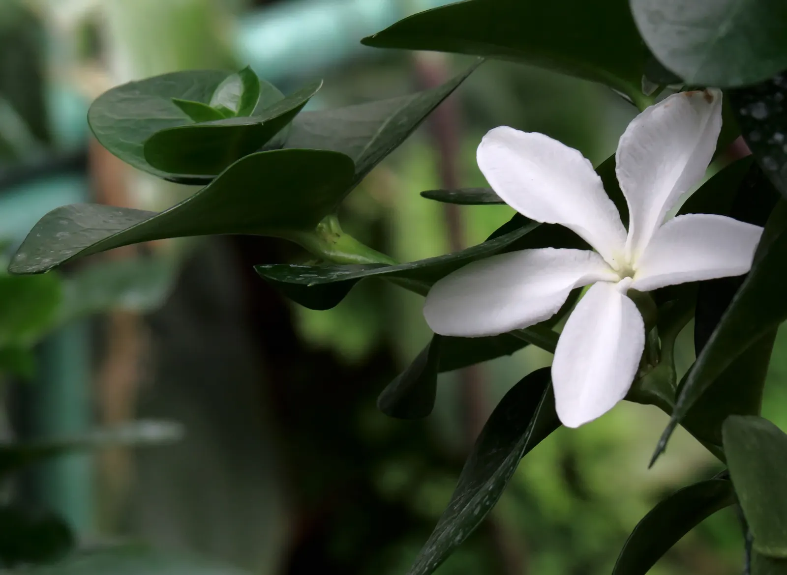 Natal Plum (Carissa Macrocarpa) — making it low-maintenance and a resilient option for busy gardeners; provided they are well-drained, image 111