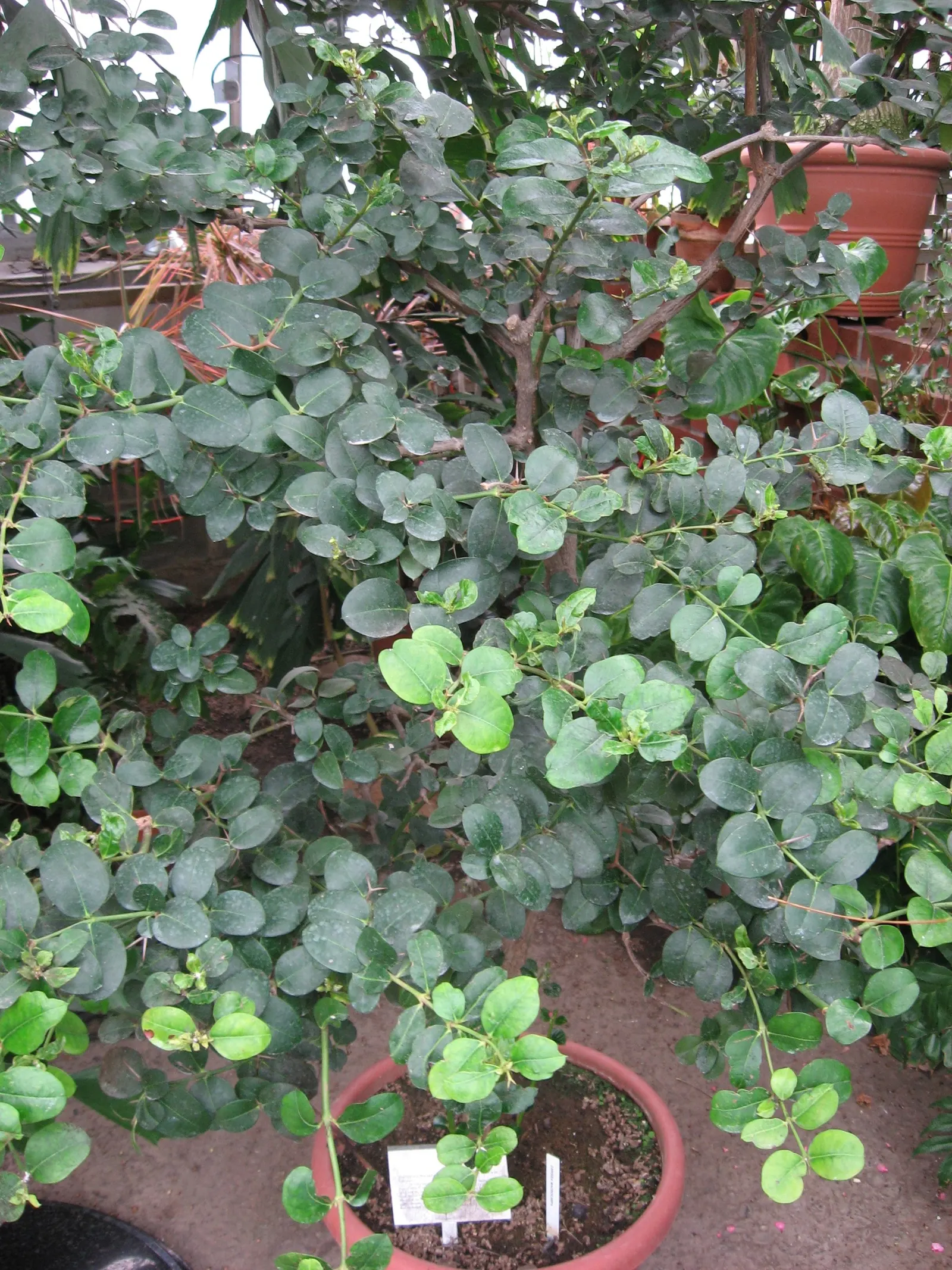 Natal Plum (Carissa Macrocarpa) — Be cautious when handling; shrub for full or half, image 104