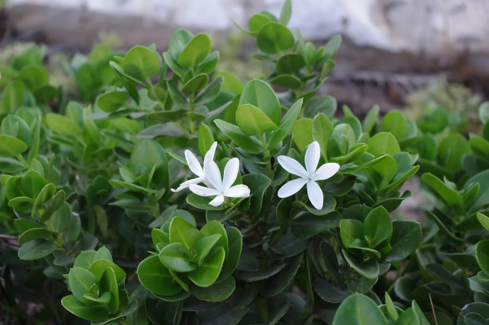 Natal Plum (Carissa Macrocarpa) — providing a lush backdrop for its star-shaped