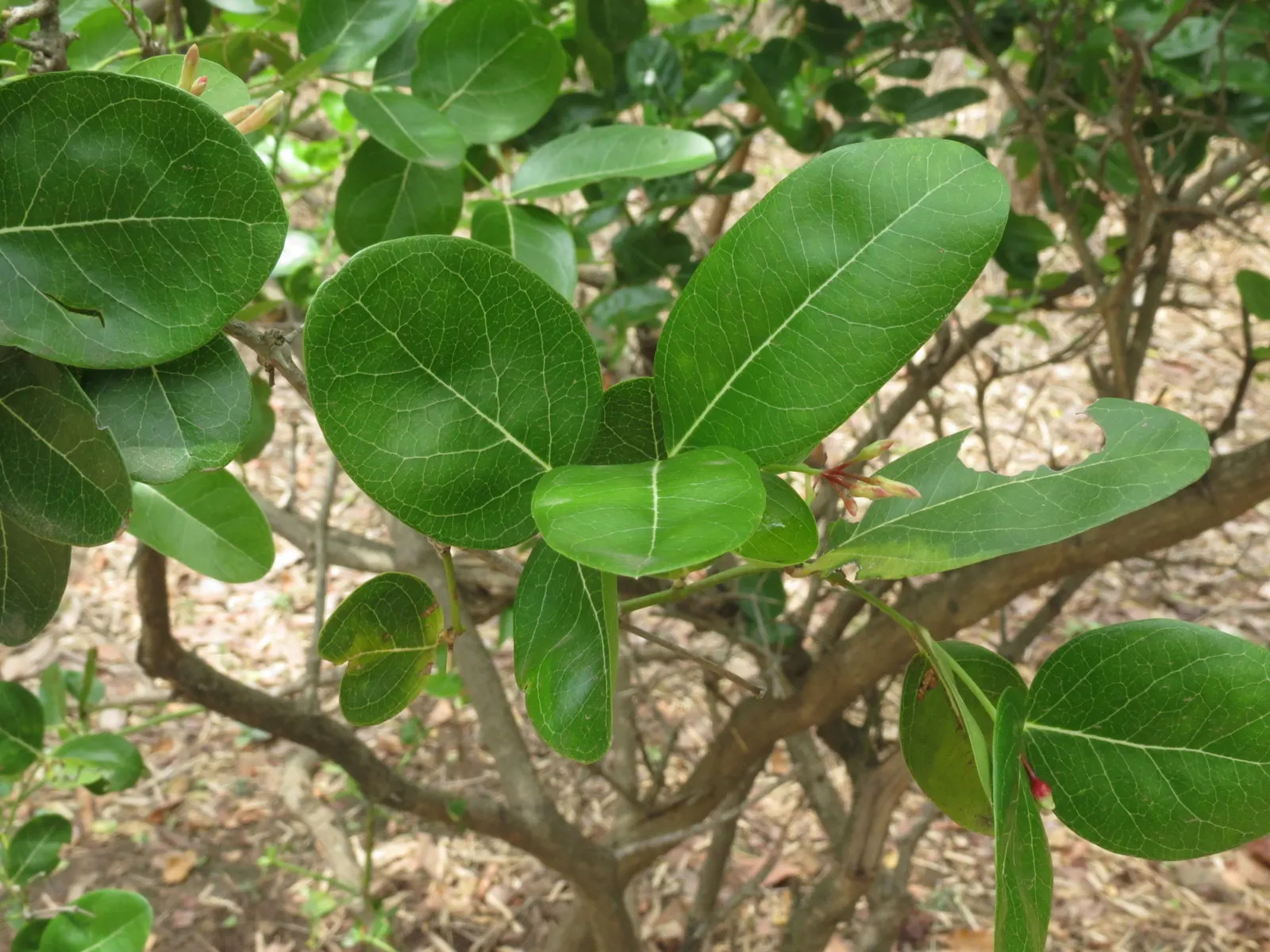 Natal Plum (Carissa Macrocarpa) — shrub with white blooms; it withstands a variety of soil types