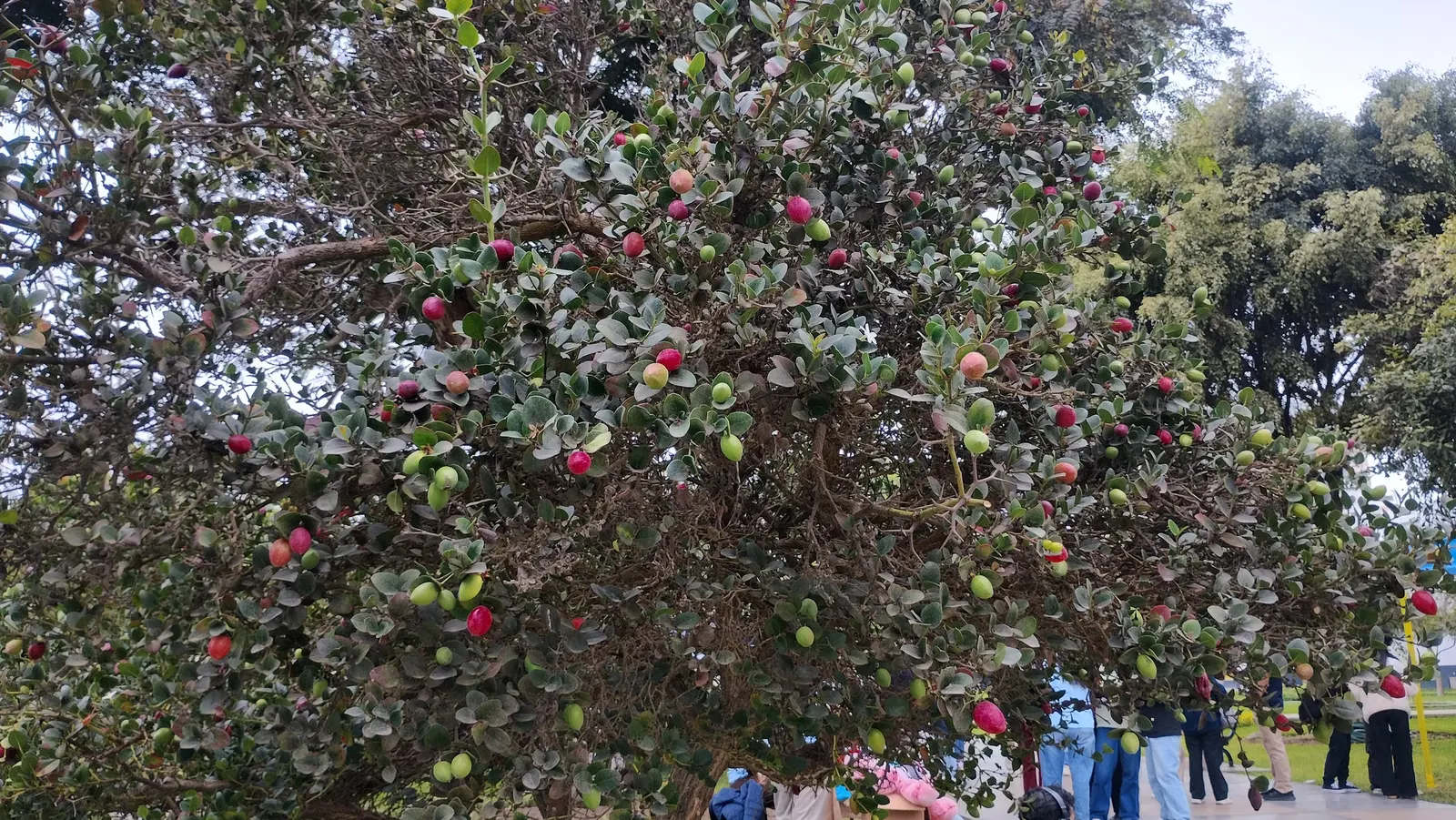 Natal Plum (Carissa Macrocarpa) — It can be utilized as an ornamental feature